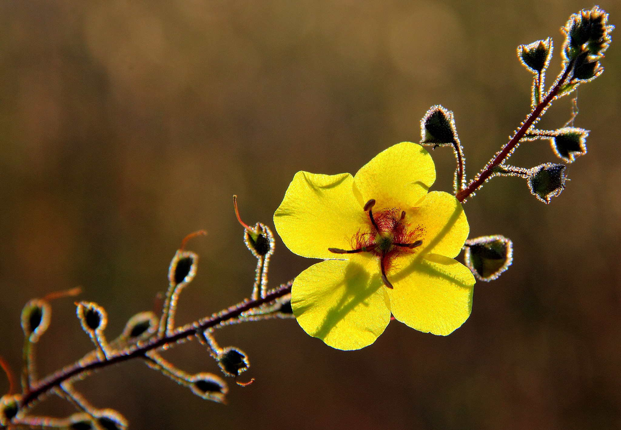 Canon EF-S 18-135mm F3.5-5.6 IS sample photo. Giallo photography