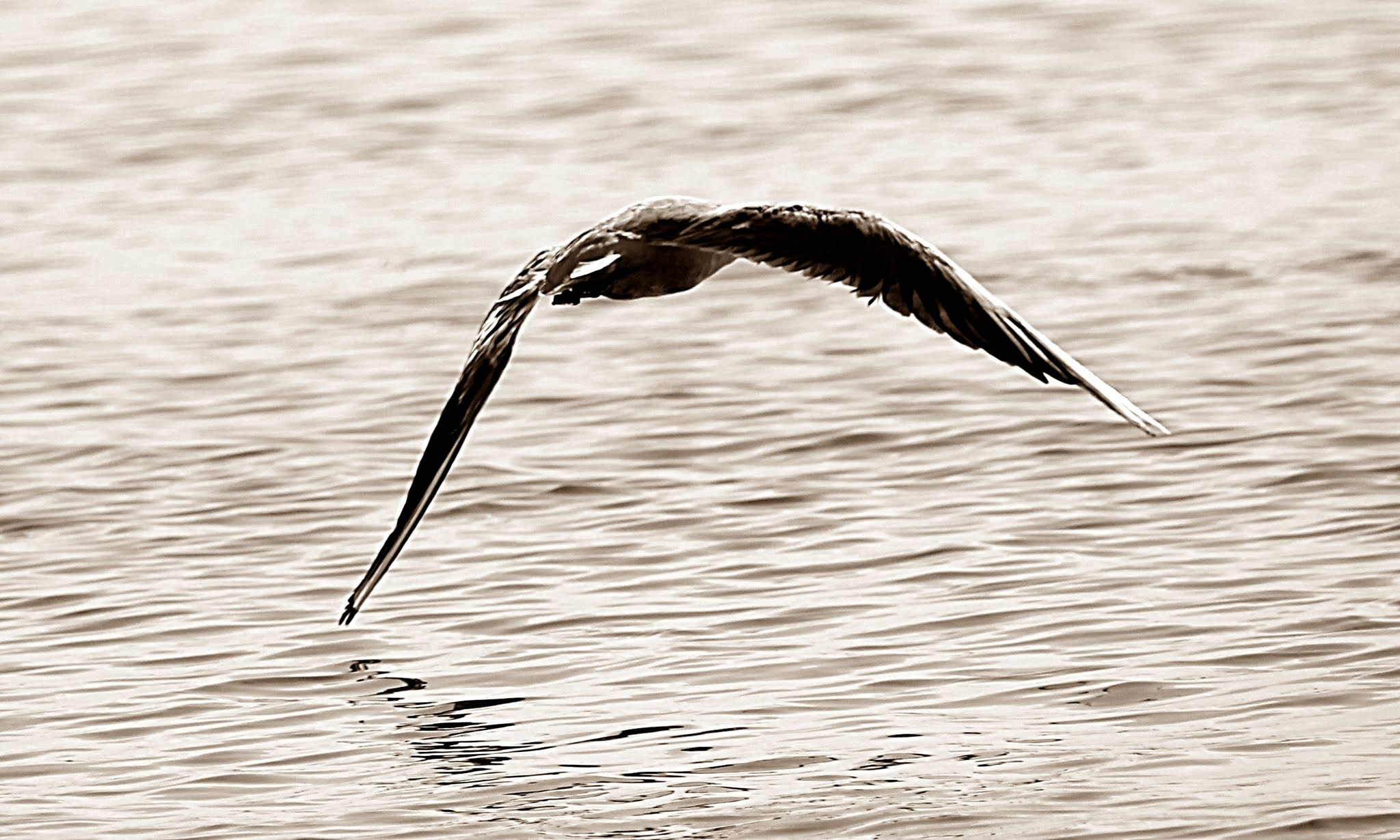 Canon EF 75-300mm F4.0-5.6 IS USM sample photo