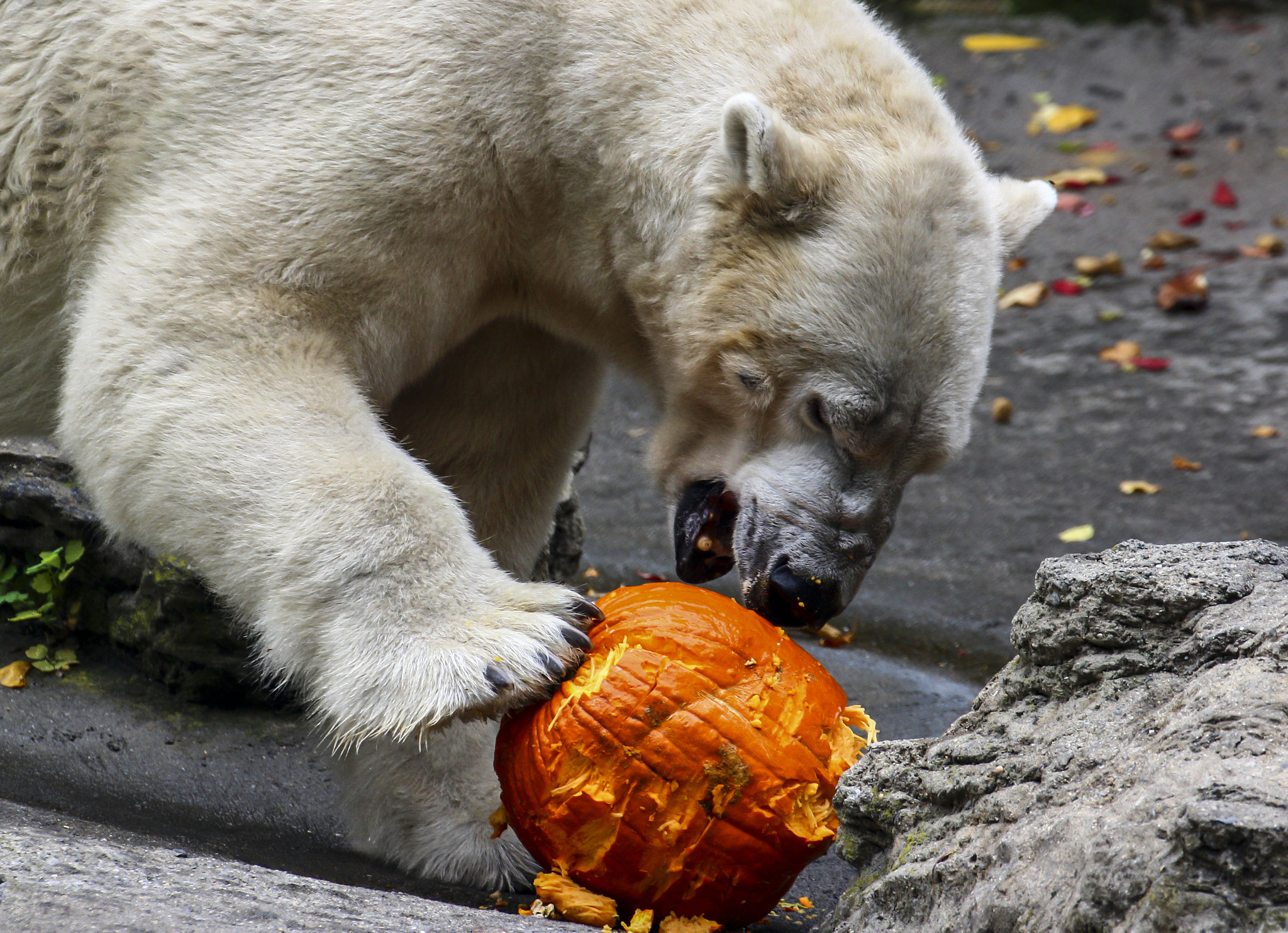 Polar Bear Eating Pumpkin by Georgina Gomez - Photo 16844967 / 500px