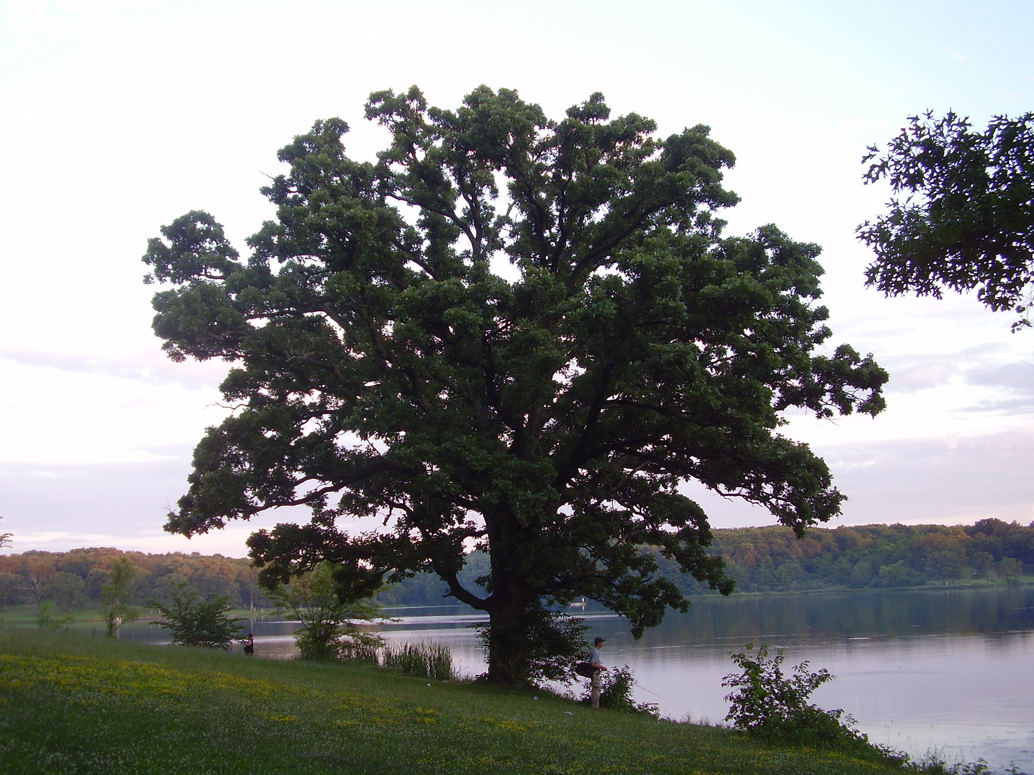 Olympus FE115,X715 sample photo. Big oak photography