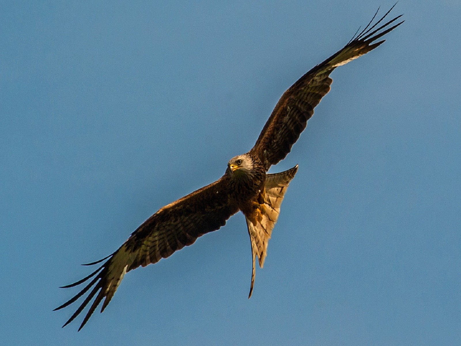 Nikon D3 sample photo. Master of the skies photography