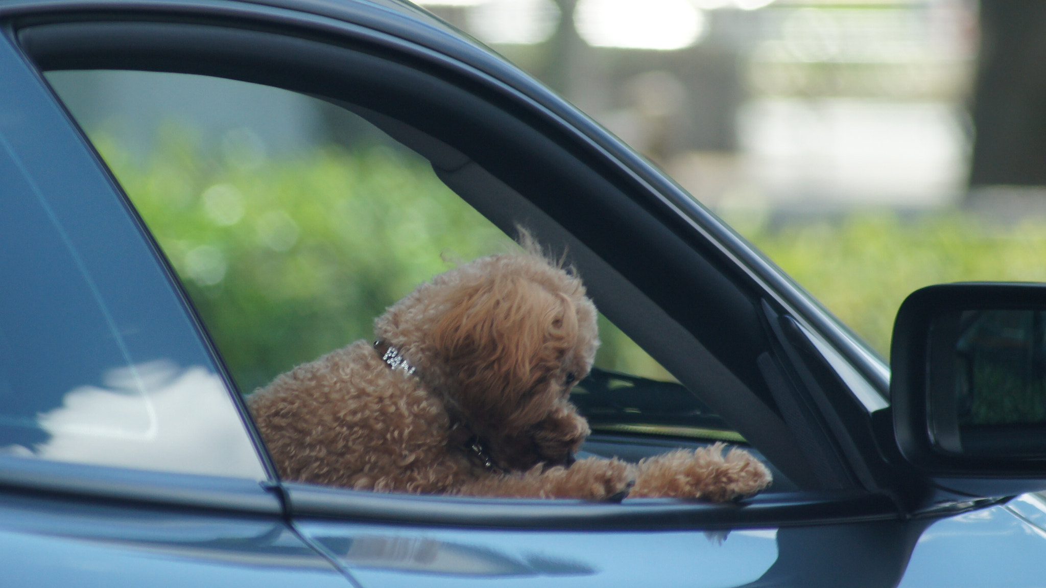 Sony Alpha NEX-C3 sample photo. Dog　in car photography
