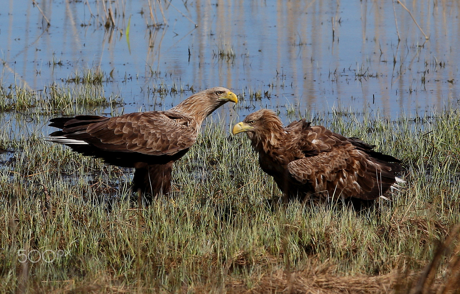 Canon EF 300mm F2.8L IS USM sample photo. Sea eagle female and male add photography