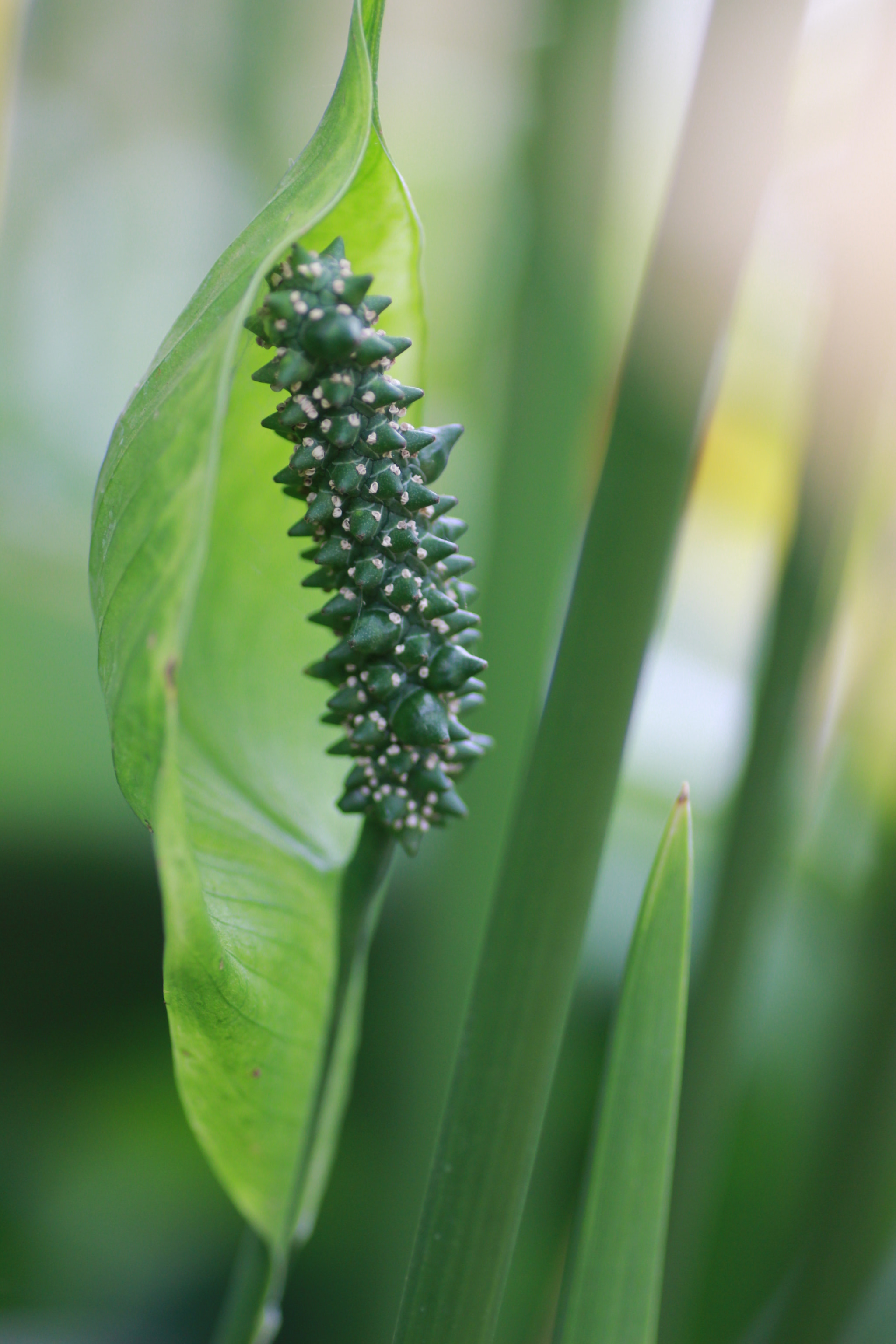 Canon EOS 600D (Rebel EOS T3i / EOS Kiss X5) + Tamron SP AF 90mm F2.8 Di Macro sample photo. Creepy plant photography