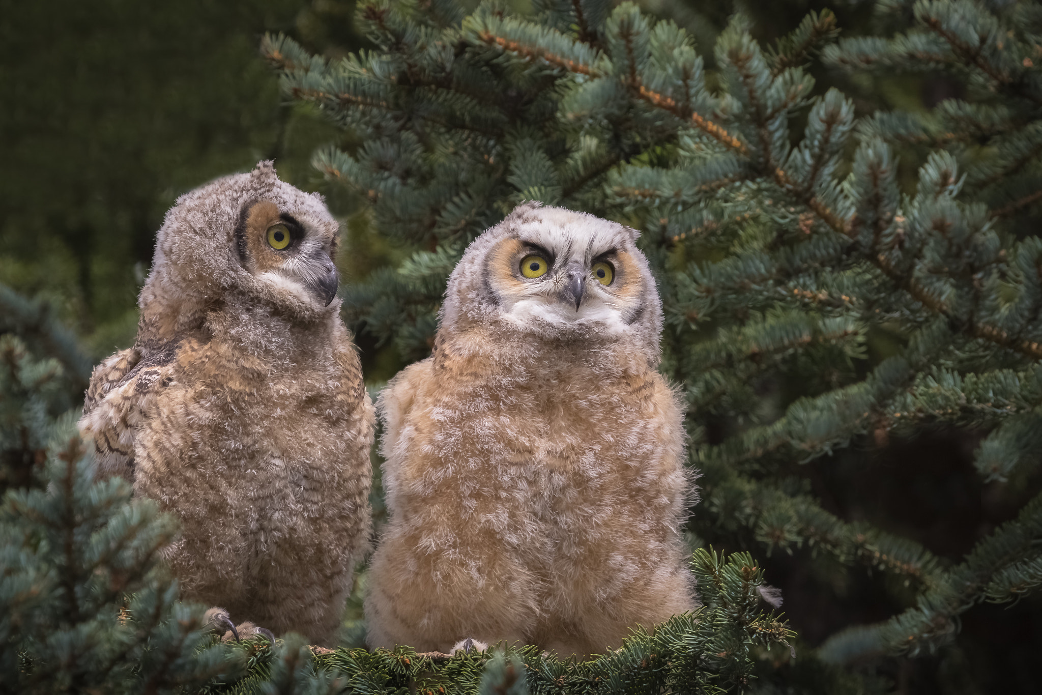 Canon EF 100-400mm F4.5-5.6L IS USM sample photo. Great horned owlets photography