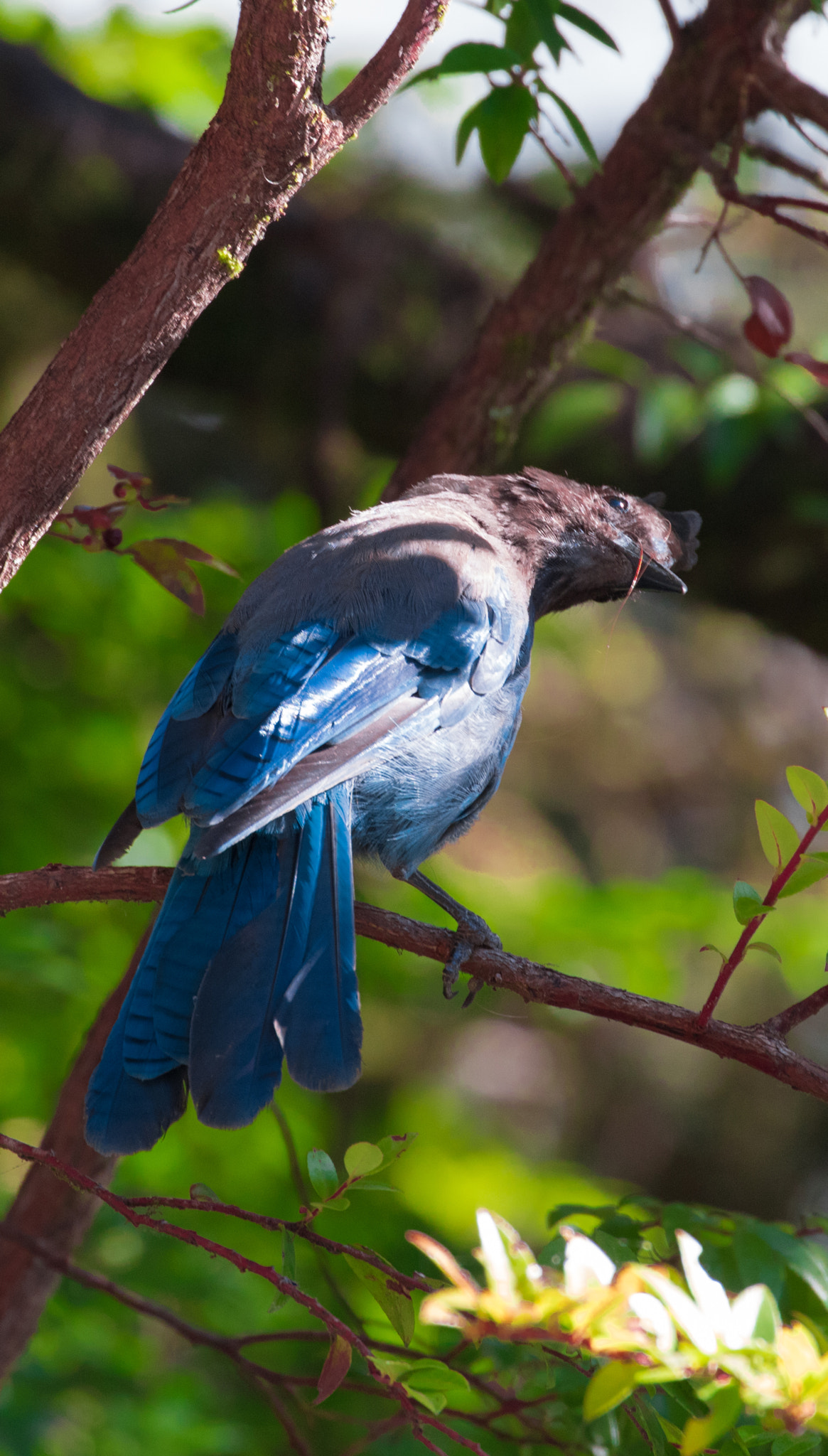 Canon EF 70-300mm F4-5.6L IS USM sample photo. Blue bird photography