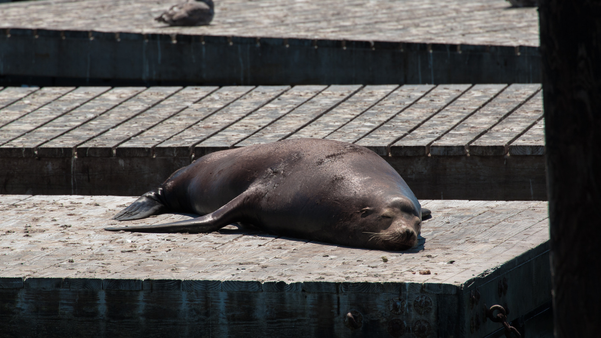 Canon EF 70-300mm F4-5.6L IS USM sample photo. Sea lion 2 photography