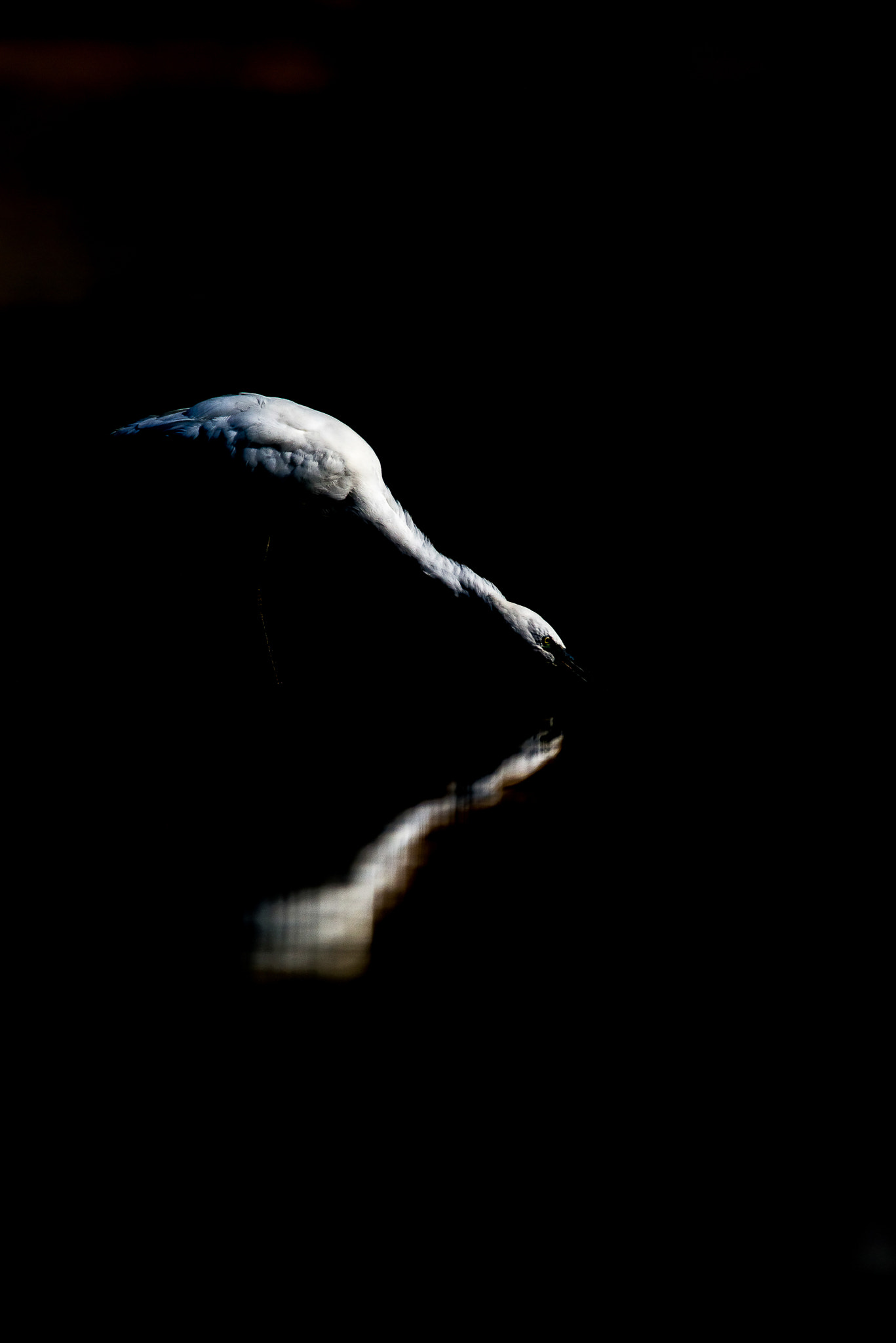 Nikon AF-S Nikkor 300mm F2.8G ED VR II sample photo