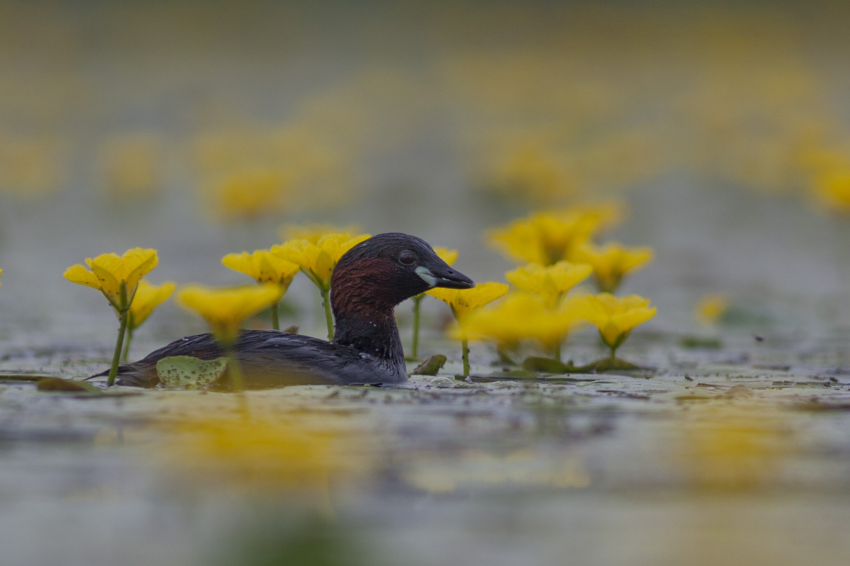 Canon EF 400mm F5.6L USM sample photo. Littlegrebe photography