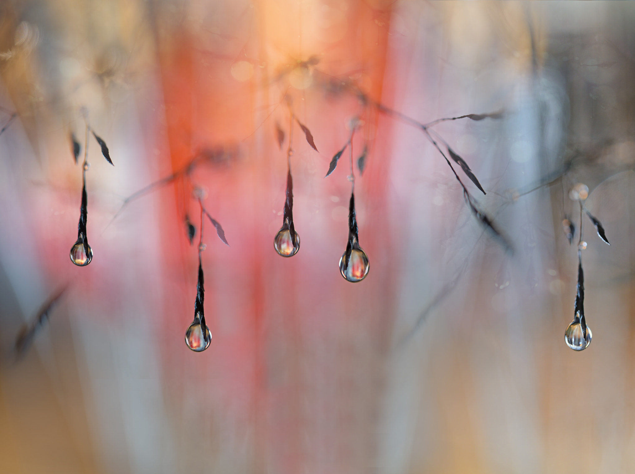 Nikon AF-S Micro-Nikkor 60mm F2.8G ED sample photo. Sunny rain photography