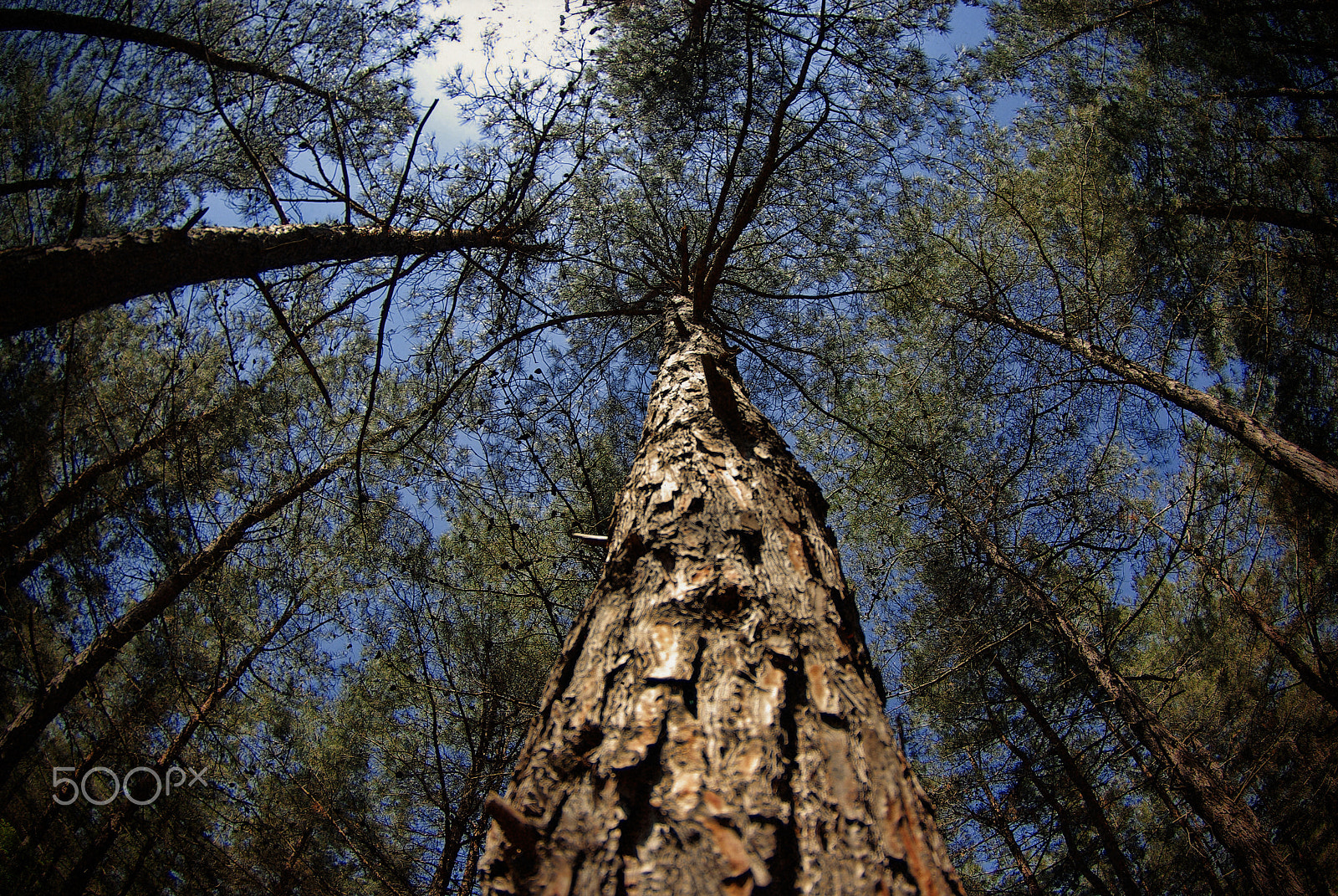 Samsung/Schneider D-XENOGON 10-17mm F3.5-4.5 sample photo. Forest photography