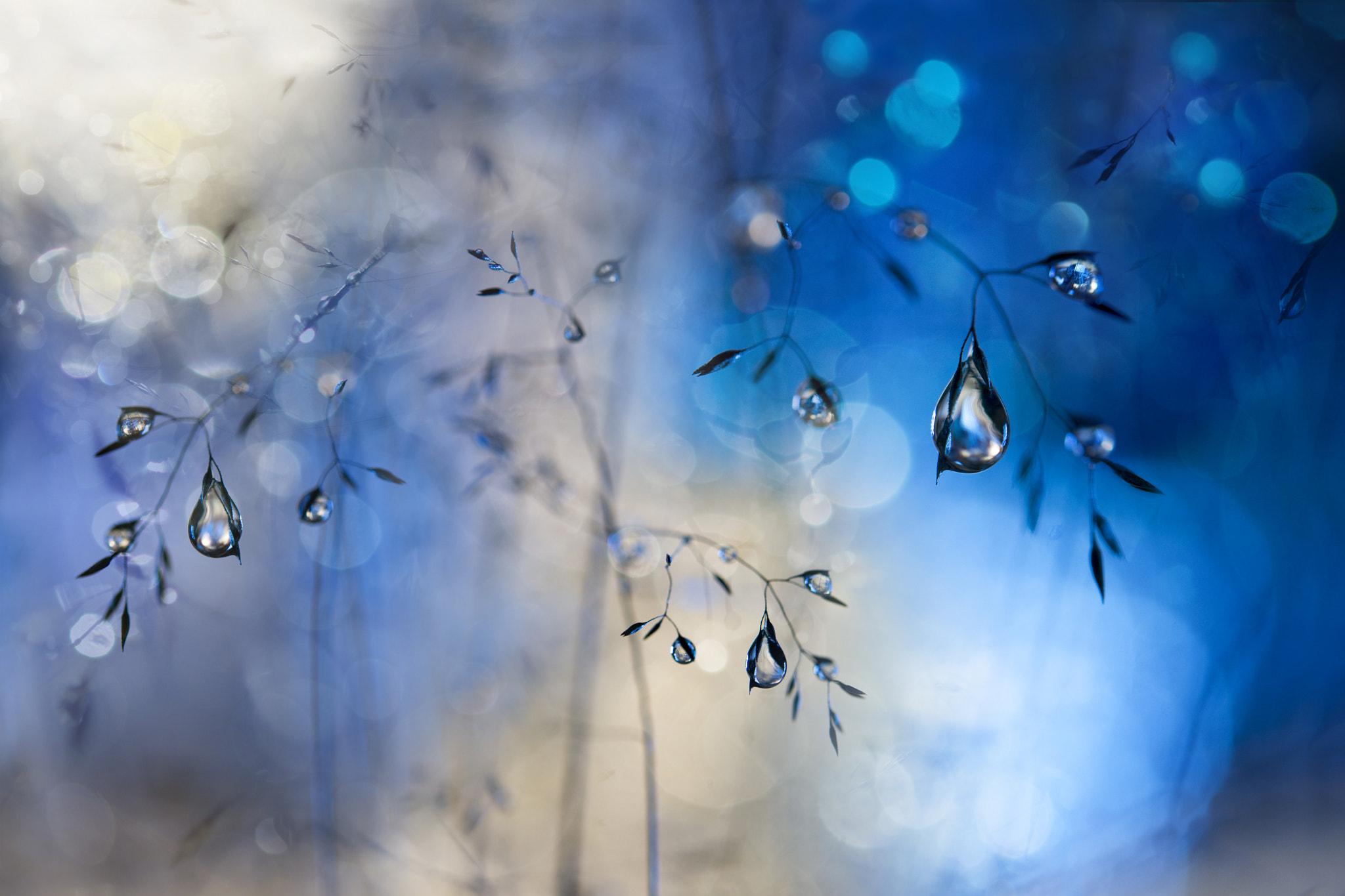 Nikon AF-S Micro-Nikkor 60mm F2.8G ED sample photo. Blue rain photography