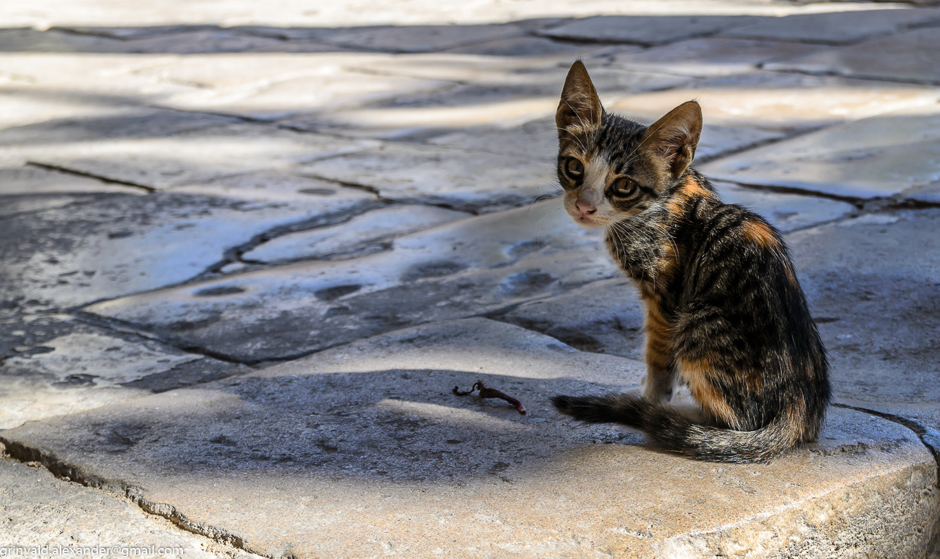 Nikon D7000 + Sigma 18-50mm F2.8 EX DC Macro sample photo. I'm still quite small, but very much want to survive photography