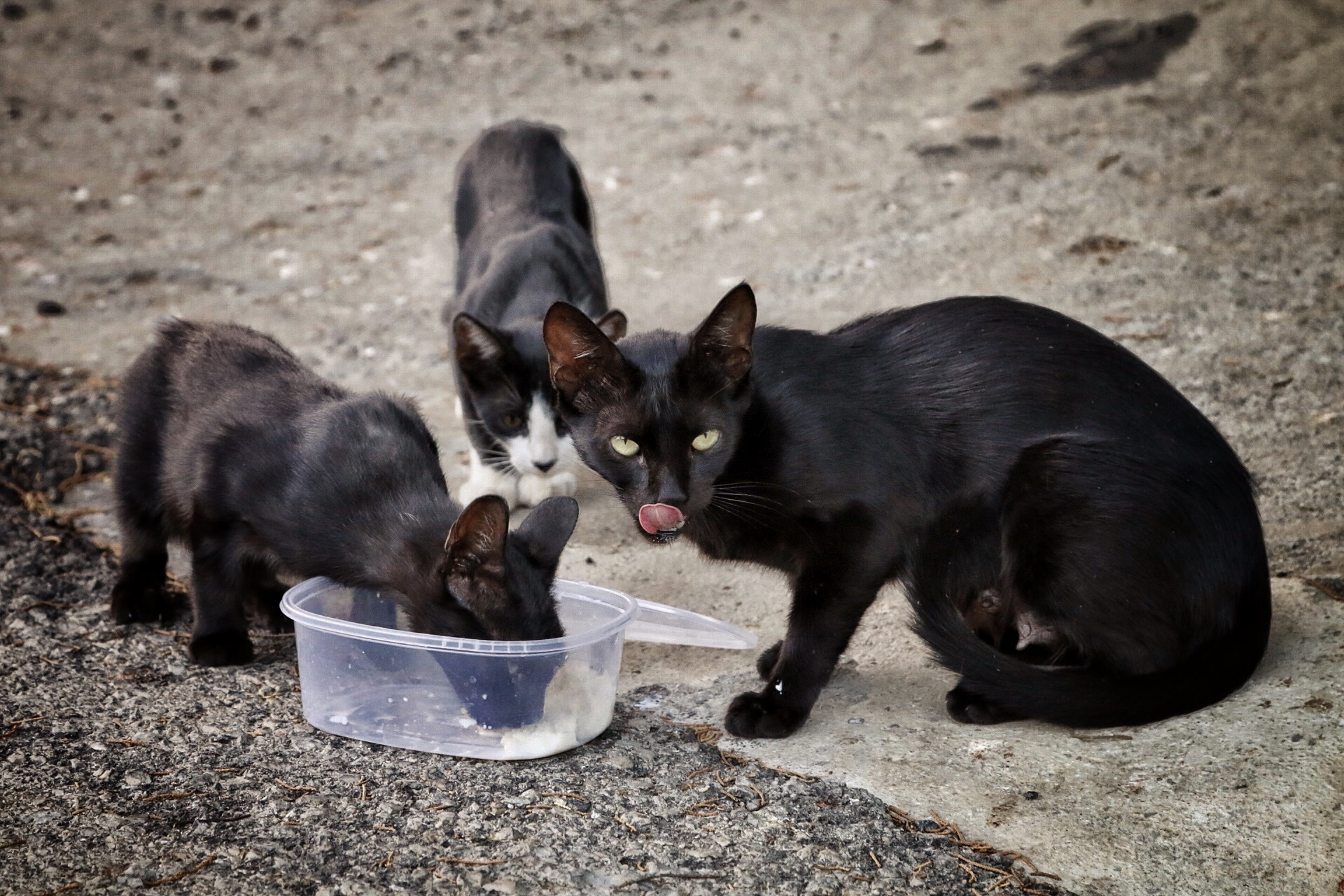 Canon EF 24-105mm F4L IS USM sample photo. Que hambre tenemos... photography