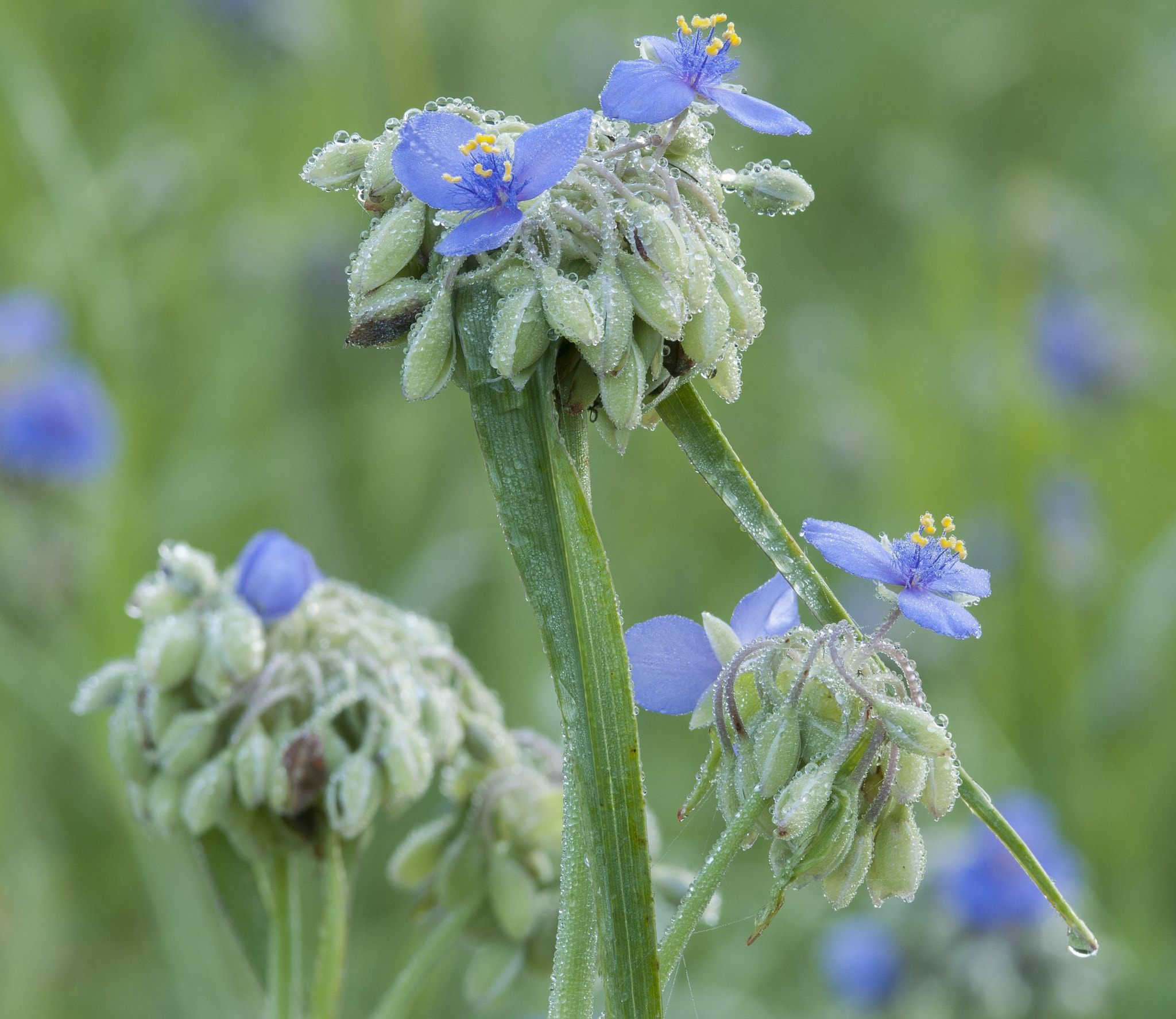 AF Micro-Nikkor 105mm f/2.8 sample photo. Fs crop photography