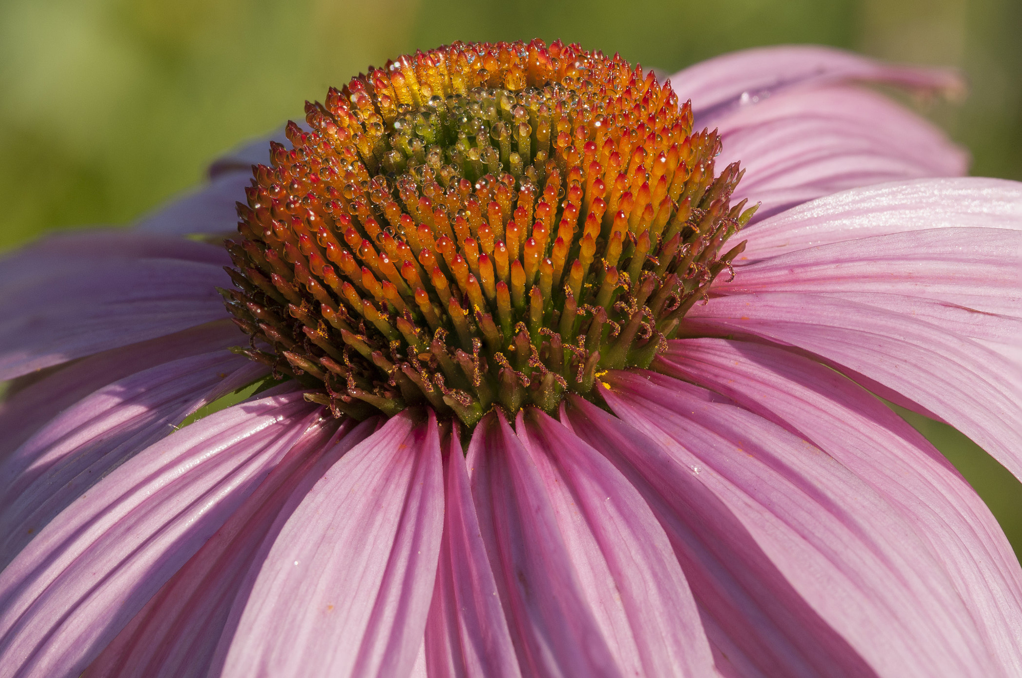 AF Micro-Nikkor 105mm f/2.8 sample photo. Coneflower photography