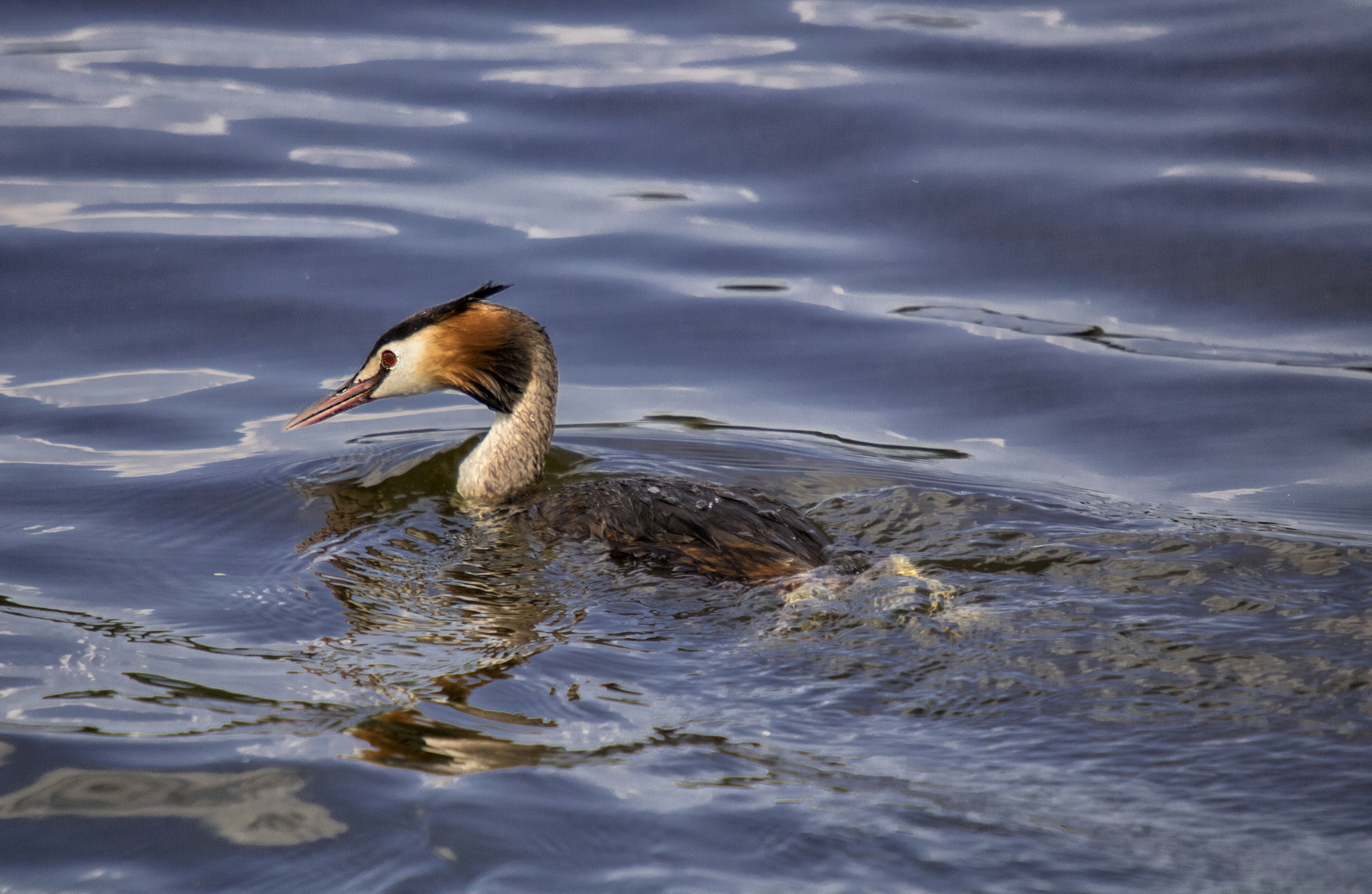 Canon EOS 760D (EOS Rebel T6s / EOS 8000D) + Sigma 50-500mm f/4-6.3 APO HSM EX sample photo. Great crested grebe photography