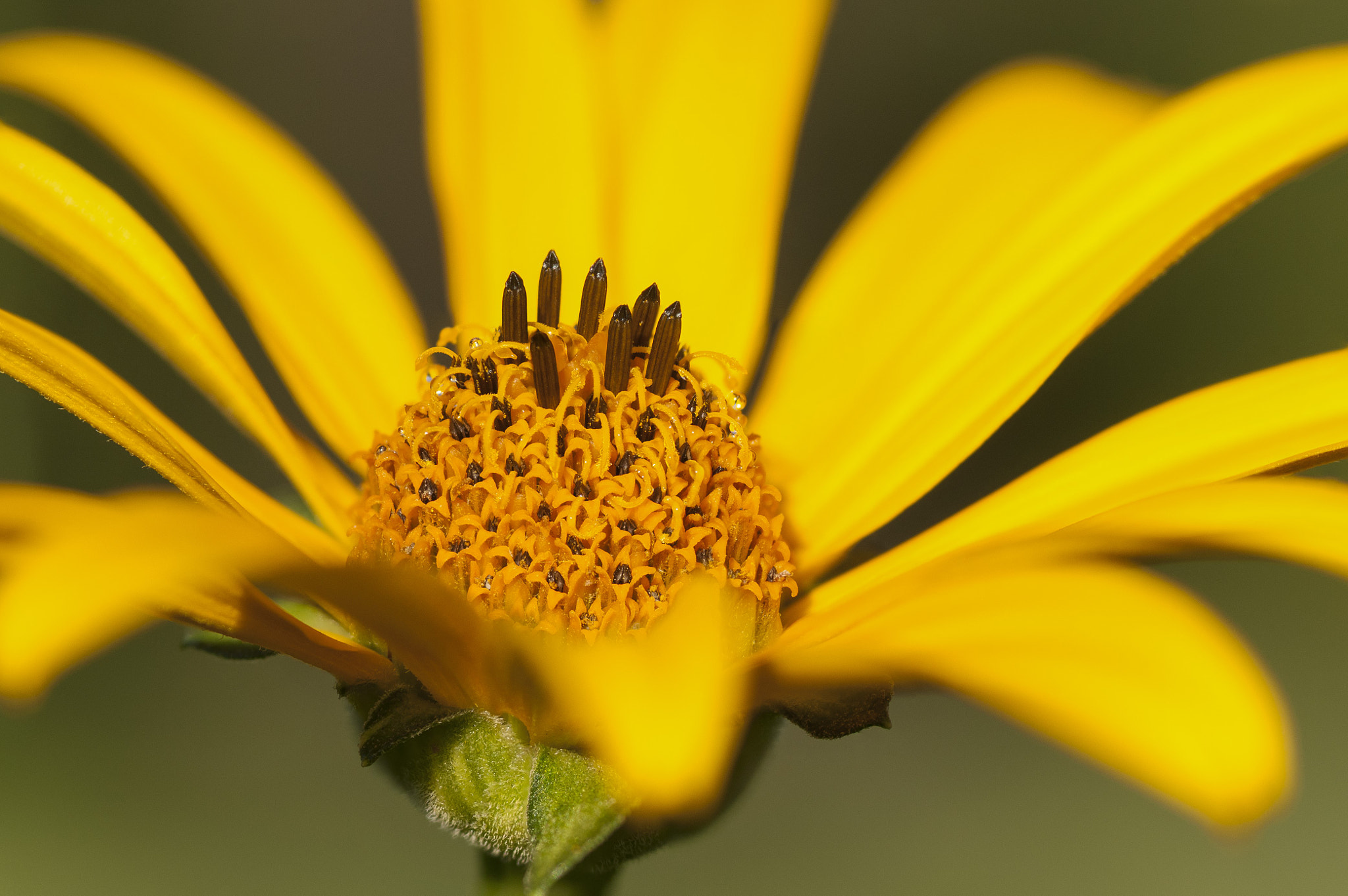 Nikon D300 + AF Micro-Nikkor 105mm f/2.8 sample photo. Closeup susan photography