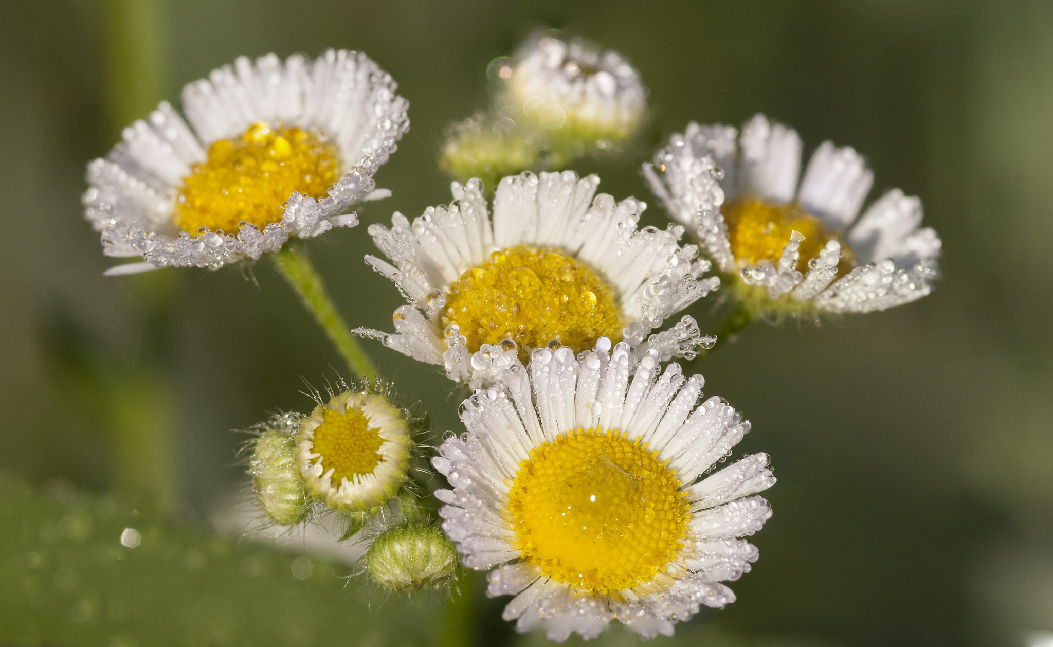 Nikon D300 + AF Micro-Nikkor 105mm f/2.8 sample photo. Focus stacking photography
