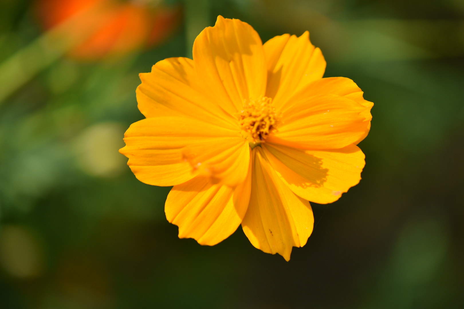 Nikon AF-S DX Micro-Nikkor 85mm F3.5G ED VR sample photo