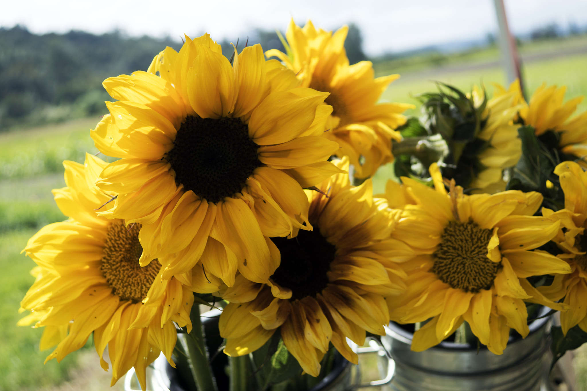Sony DT 30mm F2.8 Macro SAM sample photo. Sunkissed photography