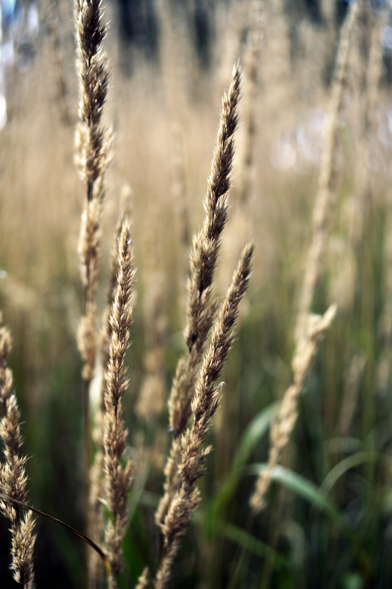 Sony DT 30mm F2.8 Macro SAM sample photo. Gilded photography