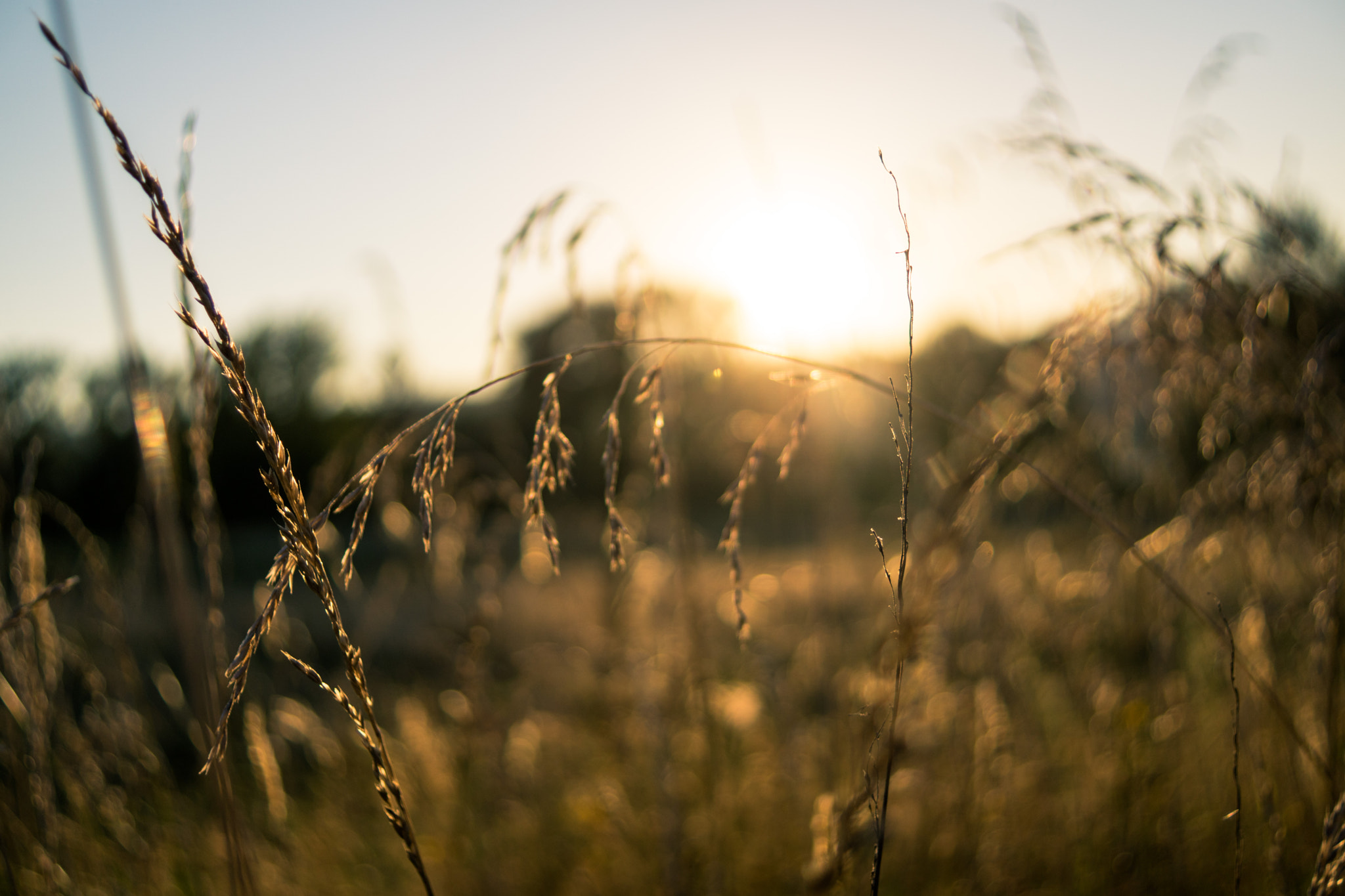 Sony DT 30mm F2.8 Macro SAM sample photo. Flare photography