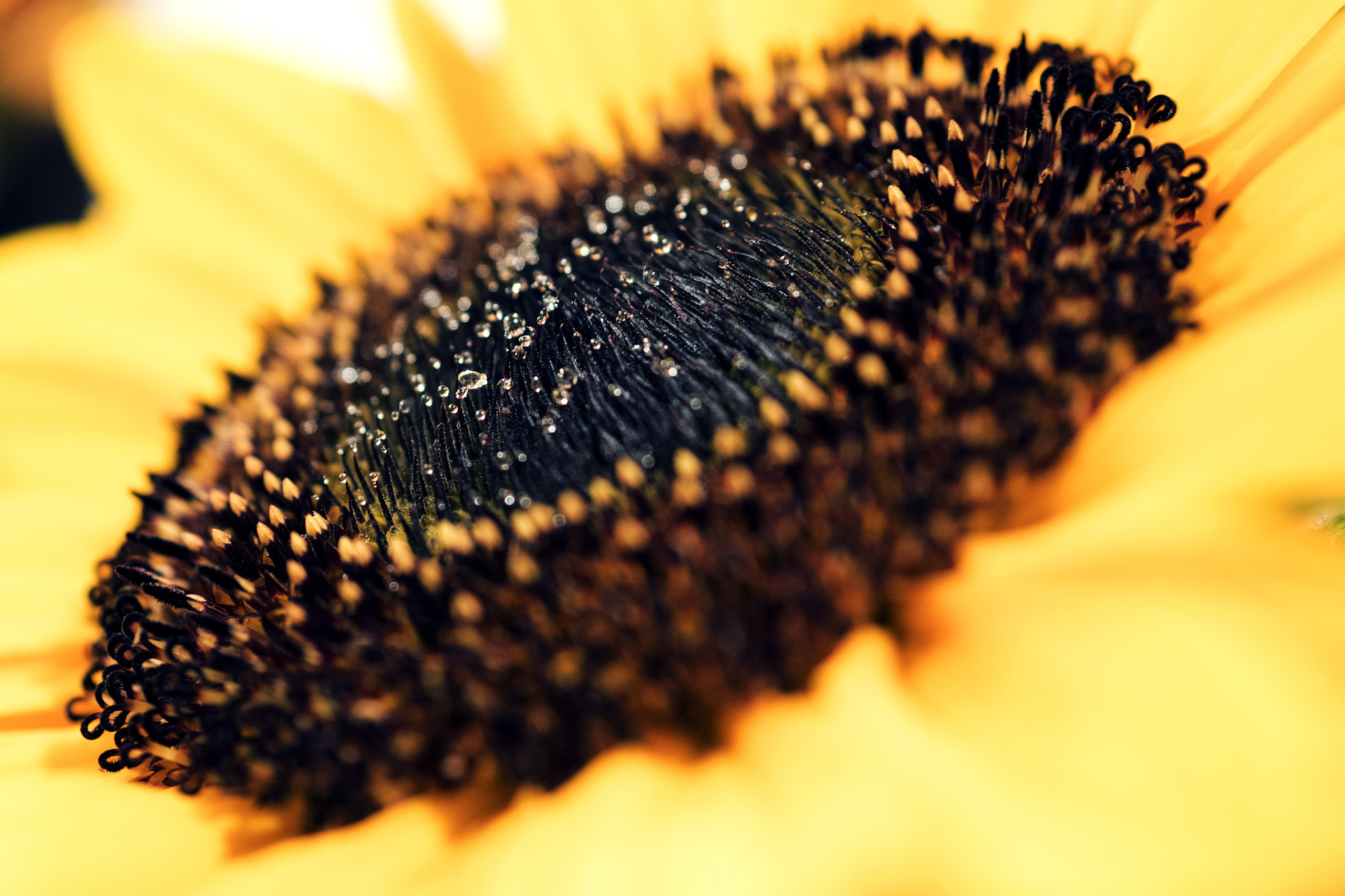 Sony DT 30mm F2.8 Macro SAM sample photo. Ambrosia photography