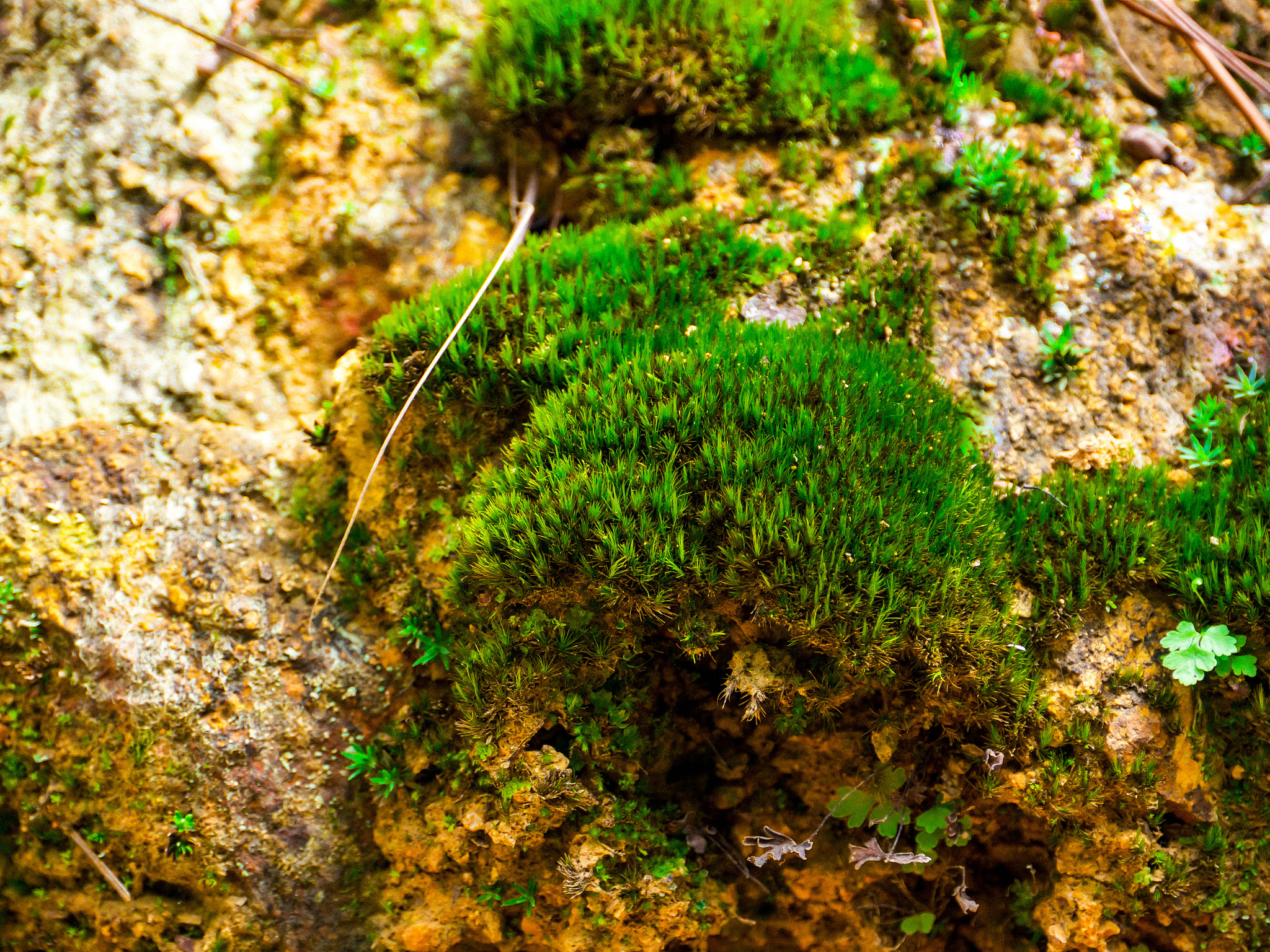 Panasonic Lumix DMC-GH2 sample photo. Nature´s cushion theory photography