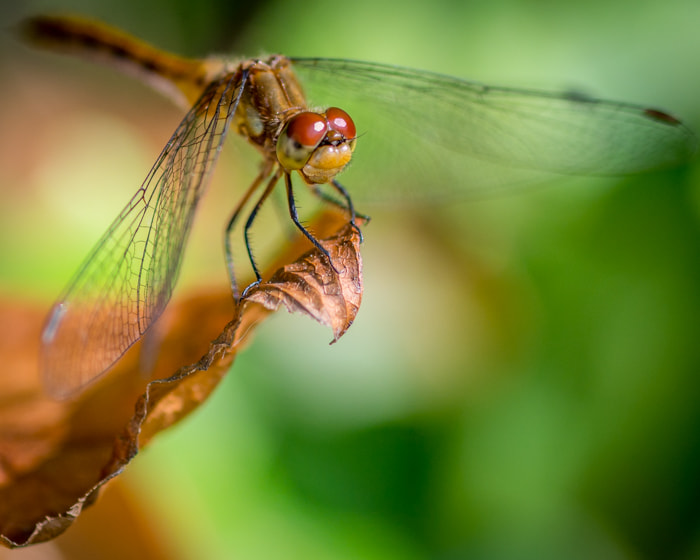 Nikon D7100 + Sigma 105mm F2.8 EX DG Macro sample photo. Dragonfly photography