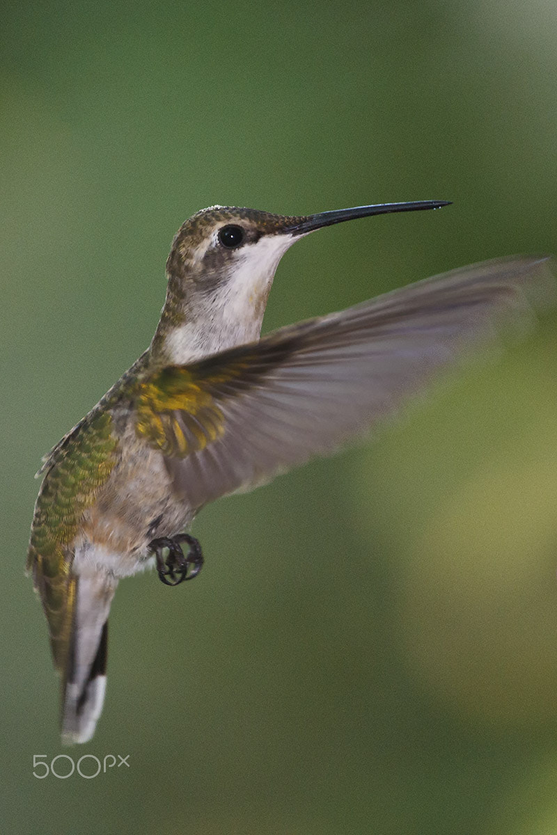 Canon EOS-1D Mark III sample photo. Female hummingbird photography