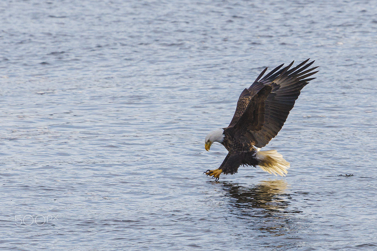Canon EF 100-400mm F4.5-5.6L IS USM sample photo. Fishing on the mississippi photography