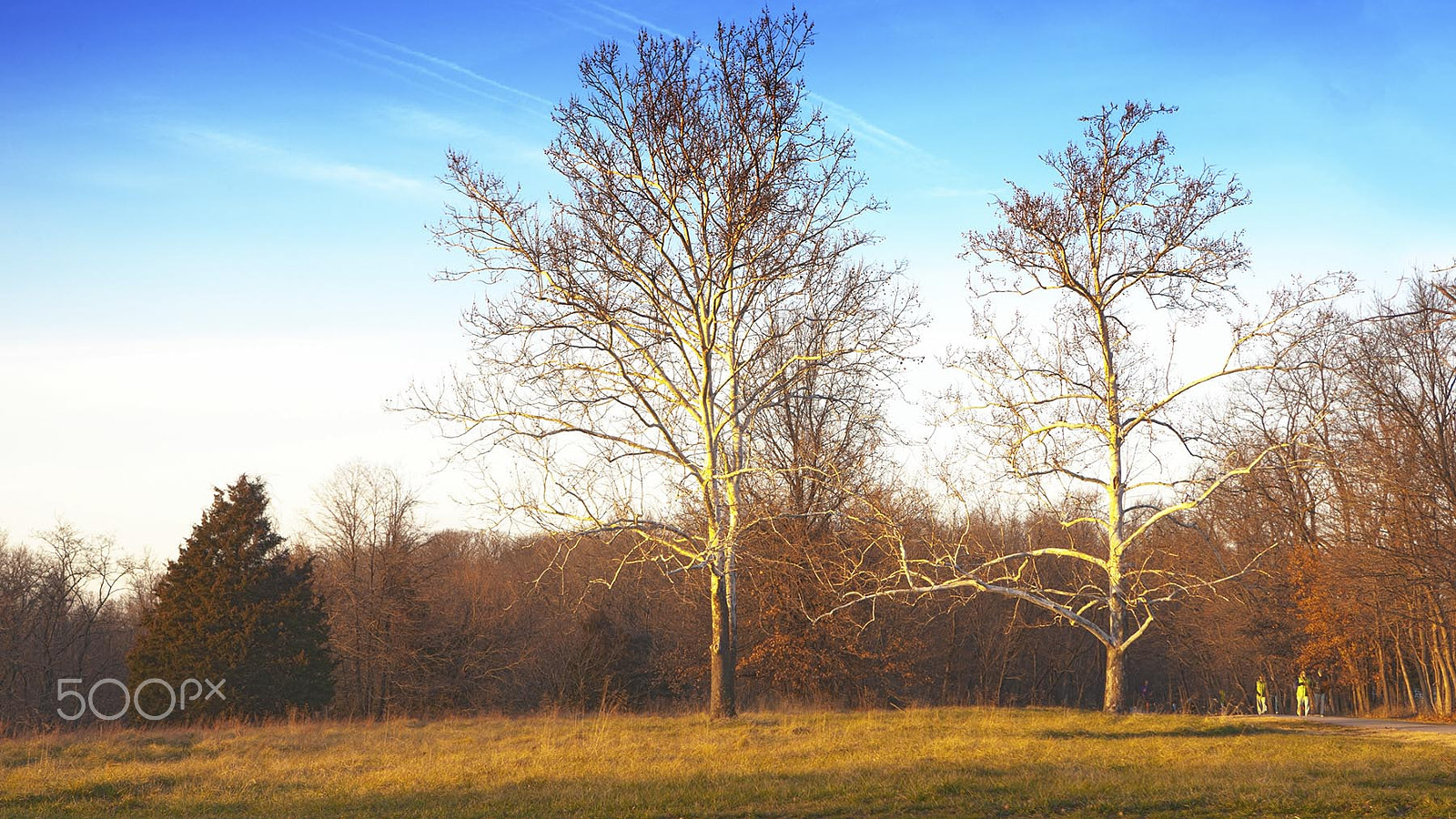 Canon EOS-1D Mark III sample photo. Sycamores photography
