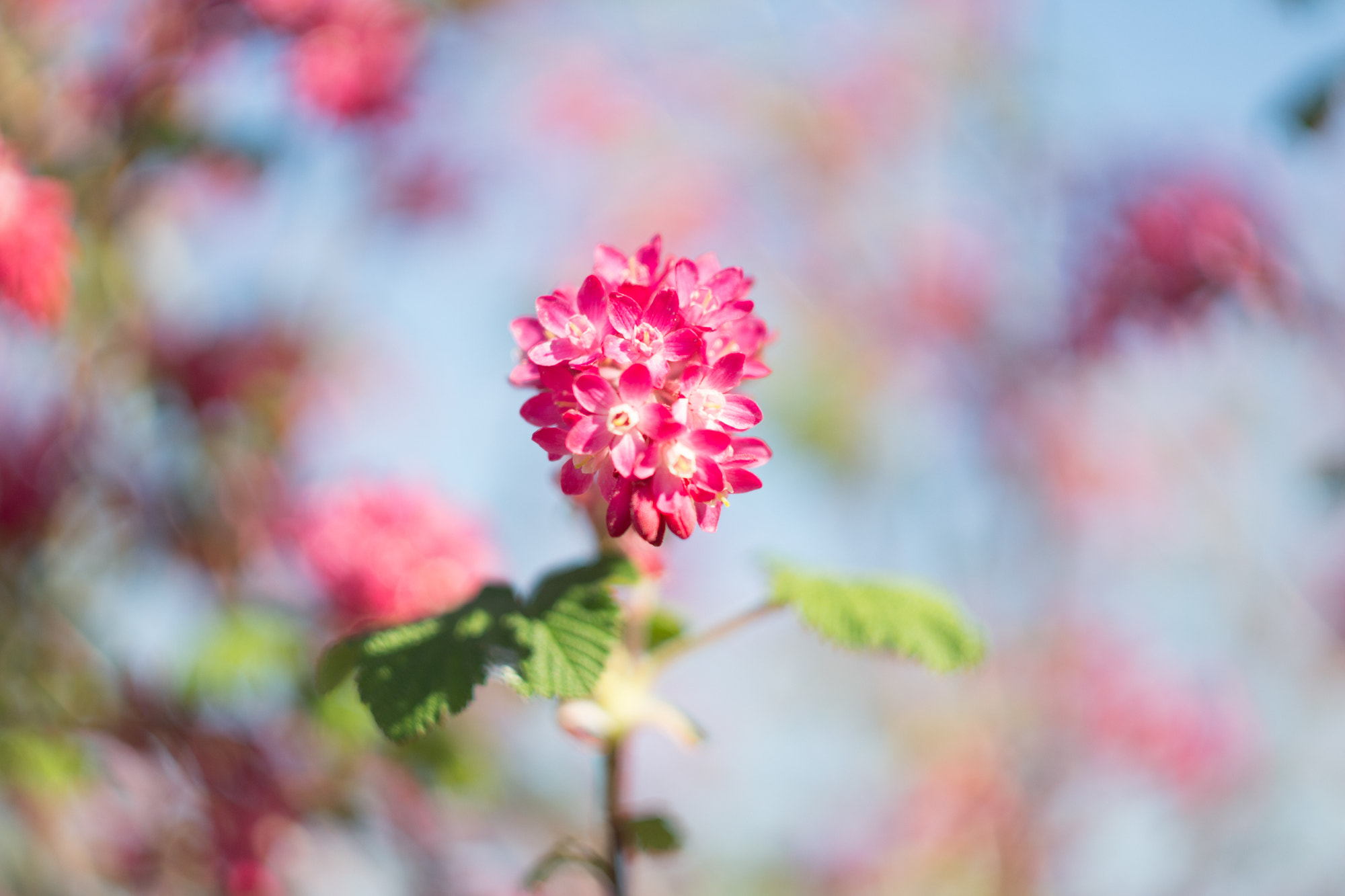 Canon EF 35-80mm f/4-5.6 sample photo. Flower swirly photography