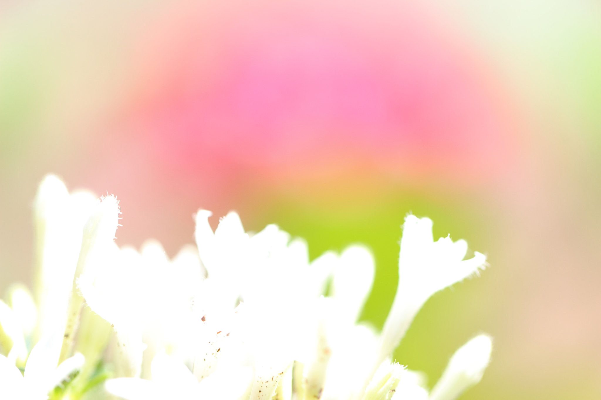 Canon EF 100mm F2.8L Macro IS USM sample photo. White flower photography