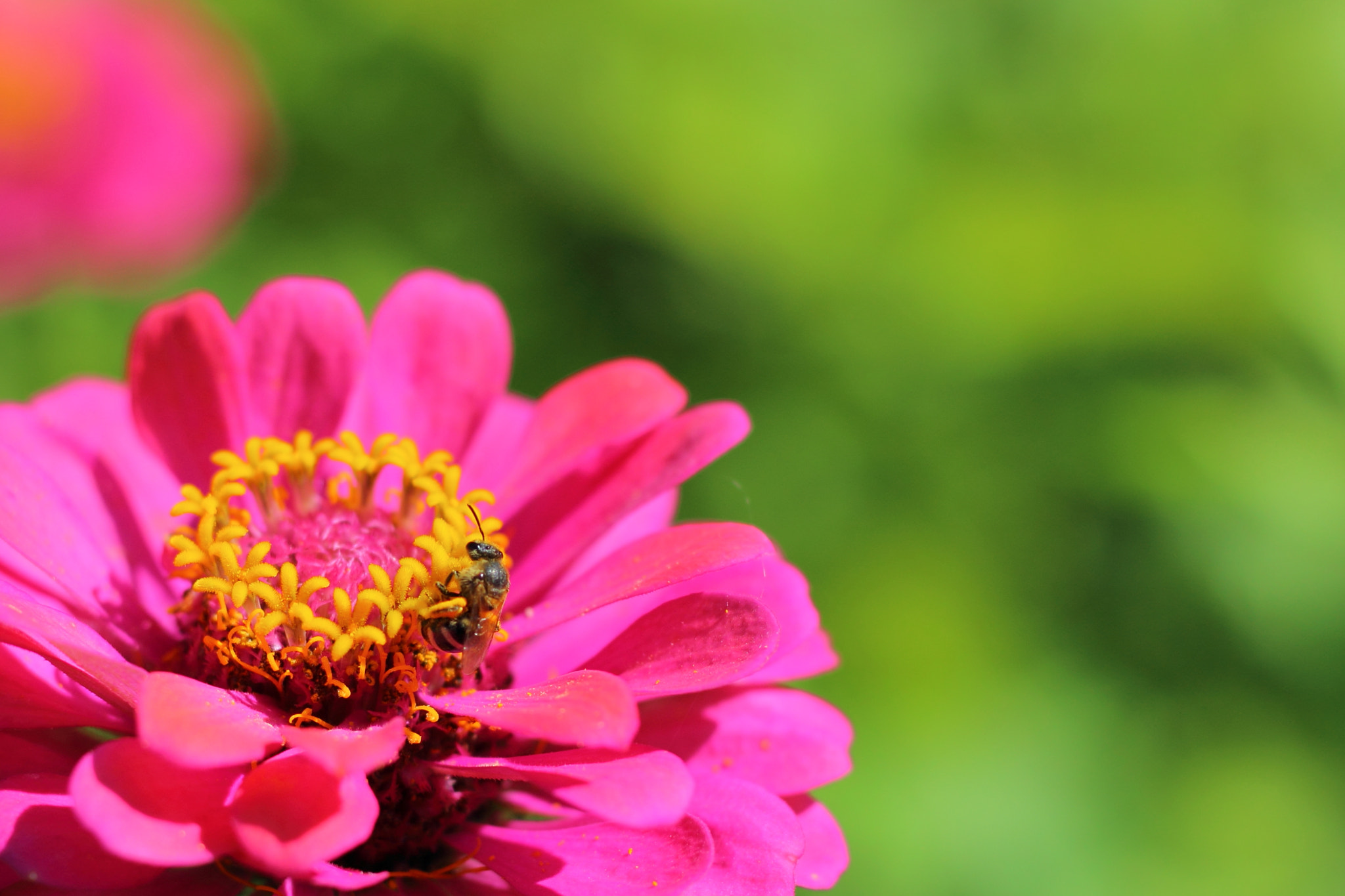 Canon EOS 600D (Rebel EOS T3i / EOS Kiss X5) sample photo. Zinnia Ⅱ photography