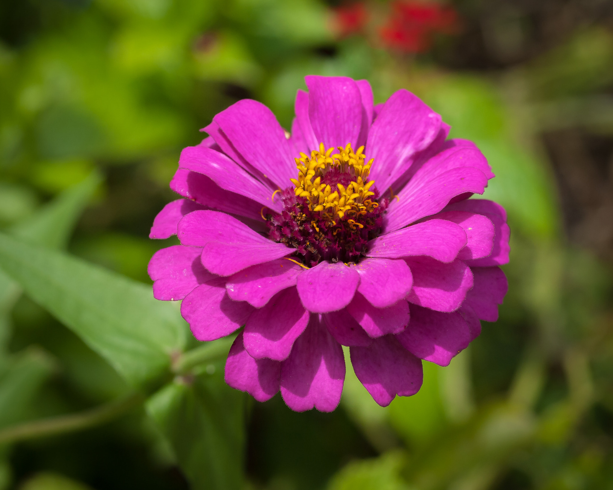 Olympus E-620 (EVOLT E-620) + OLYMPUS 50mm Lens sample photo. Zinnia photography