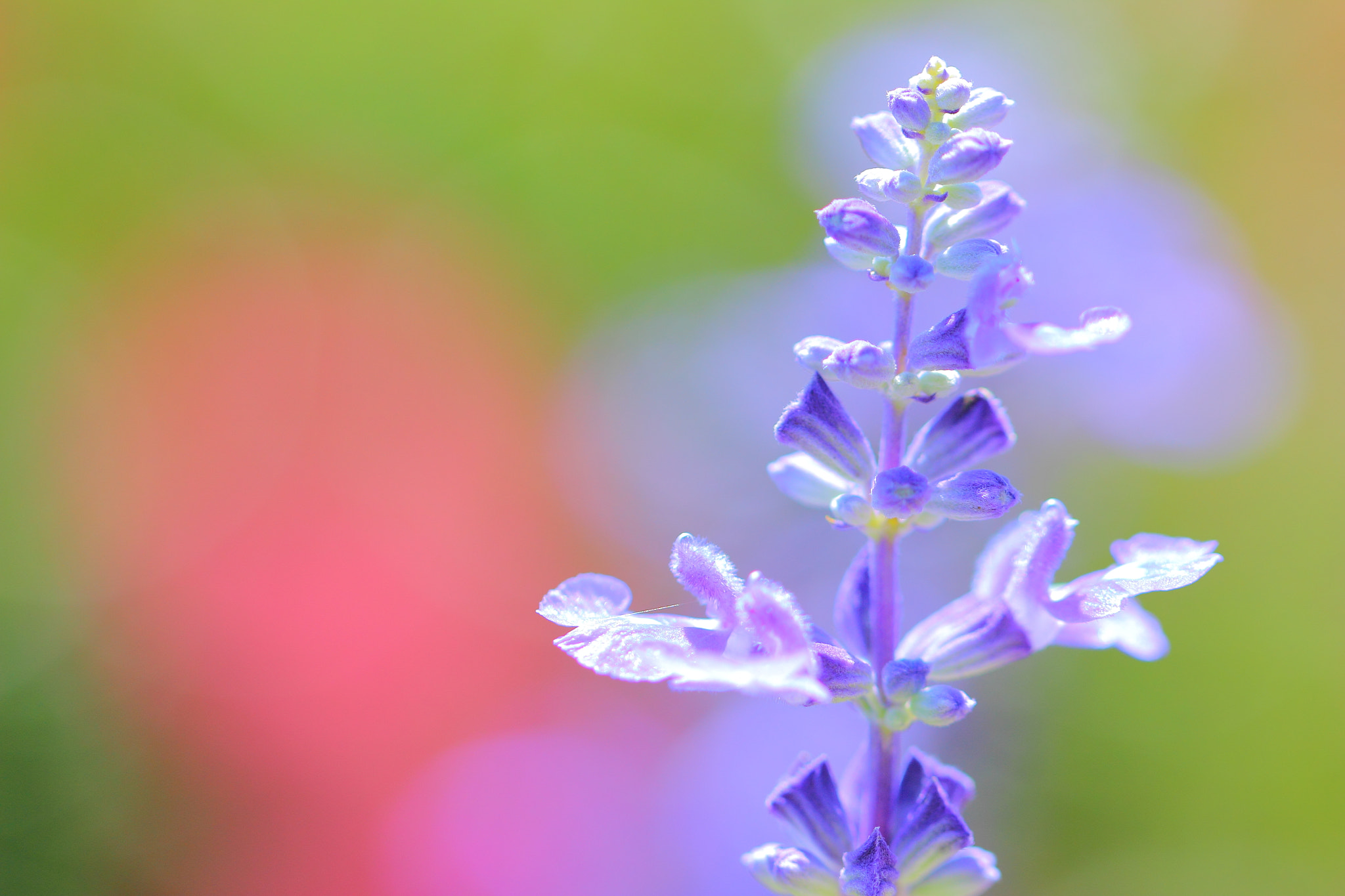 Canon EF 100mm F2.8L Macro IS USM sample photo. Blue salvia Ⅱ photography