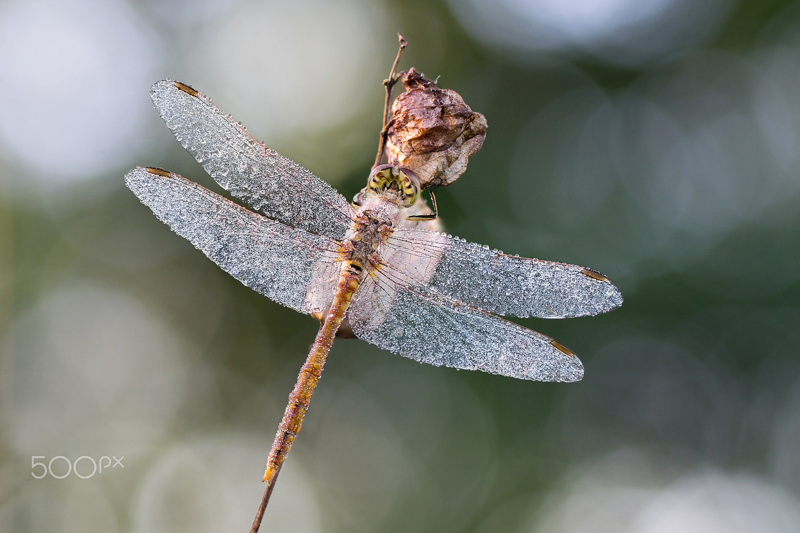 Sony SLT-A57 + Tamron SP AF 90mm F2.8 Di Macro sample photo. Common darter, dewdrops photography