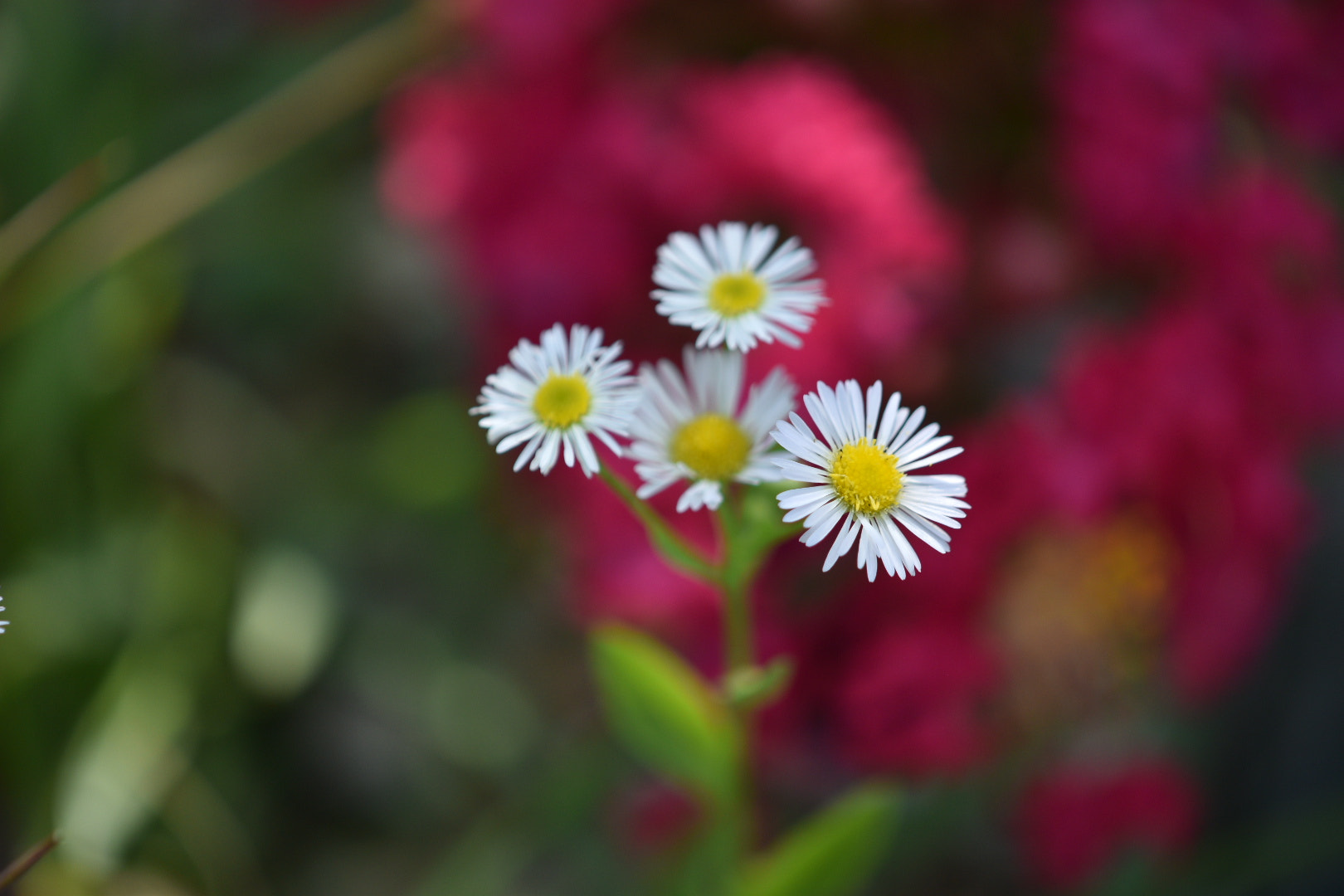 Nikon AF-S DX Micro-Nikkor 85mm F3.5G ED VR sample photo