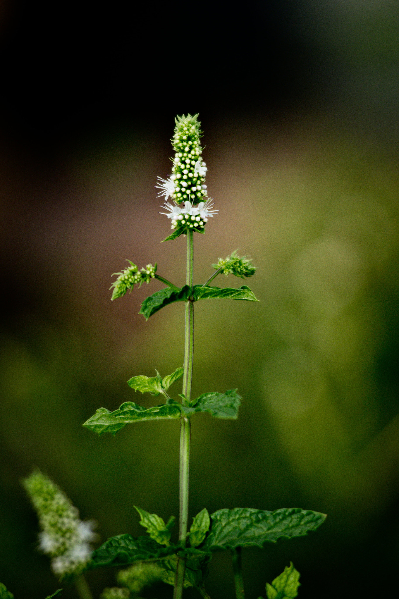 AF Zoom-Nikkor 80-200mm f/2.8 ED sample photo. Peppermint photography