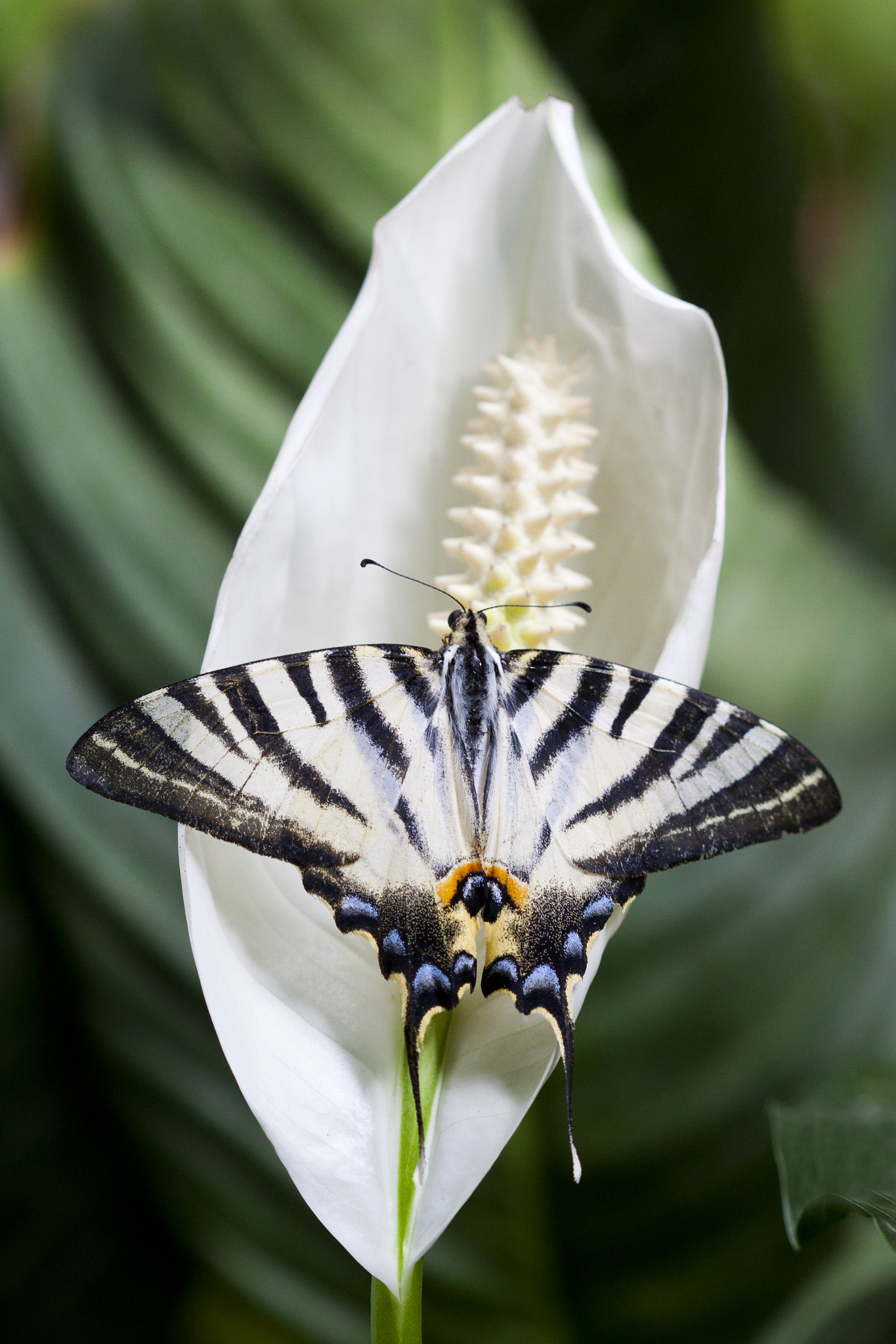 Canon EF 100mm F2.8 Macro USM sample photo. Majestic dream photography