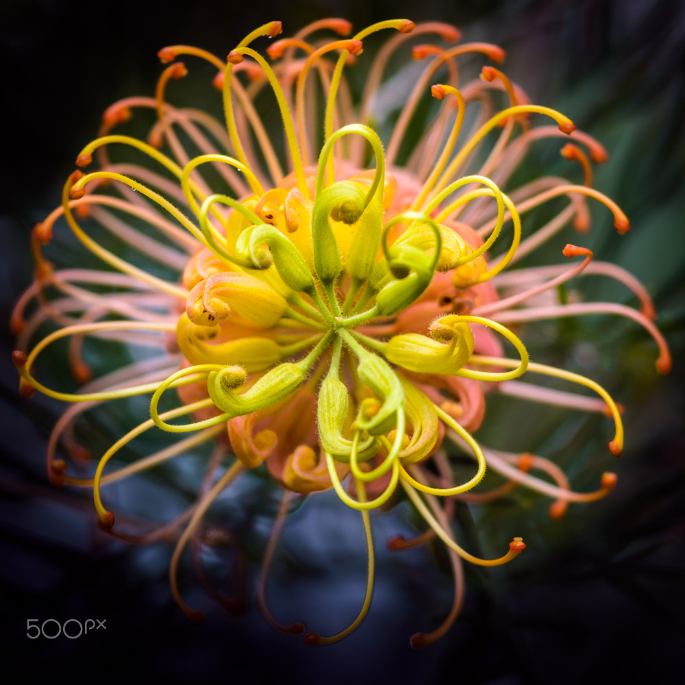 Sigma 150mm F2.8 EX DG Macro HSM sample photo. Bottle brush photography