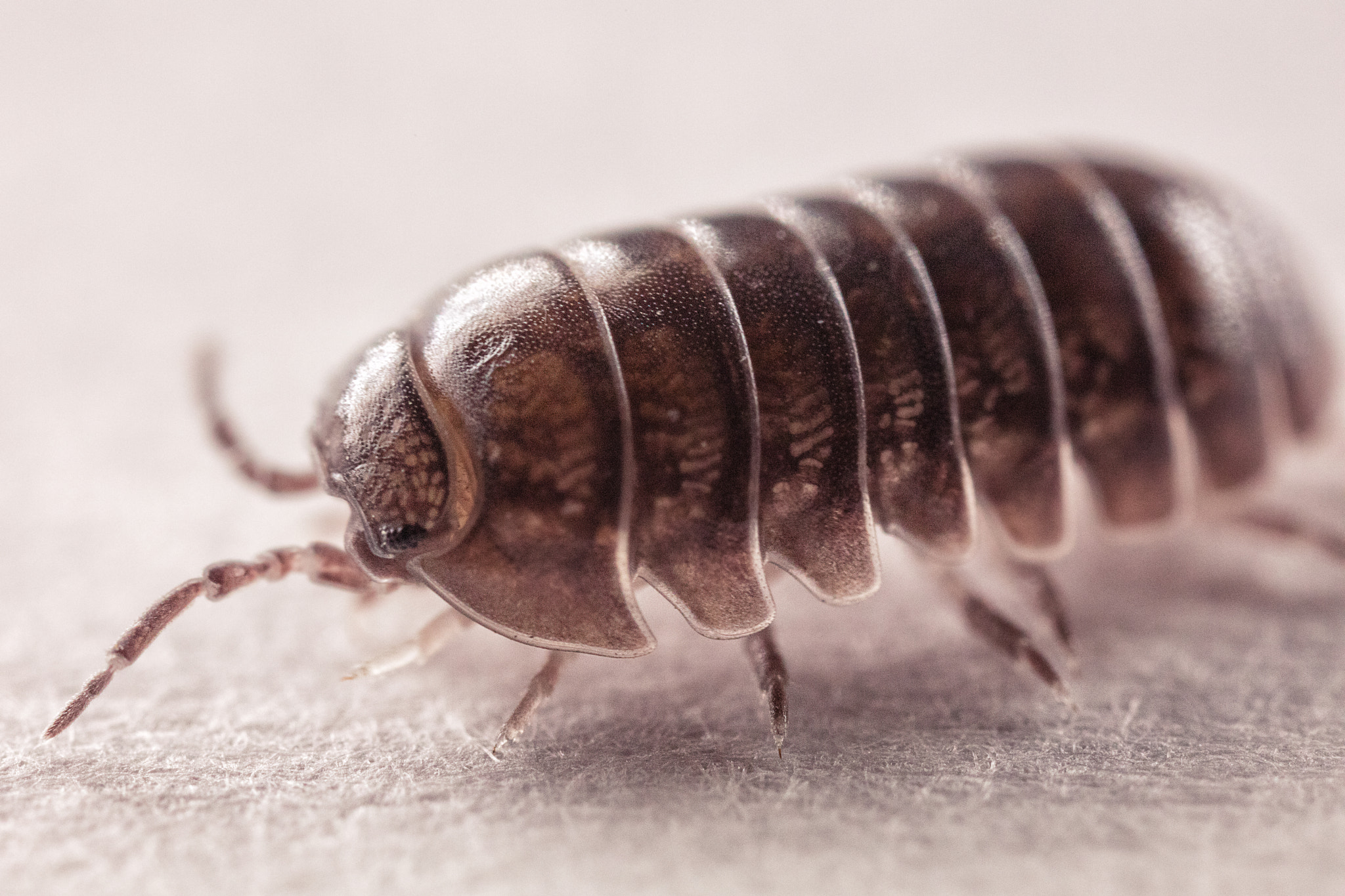 Canon MP-E 65mm F2.5 1-5x Macro Photo sample photo. Roly poly photography