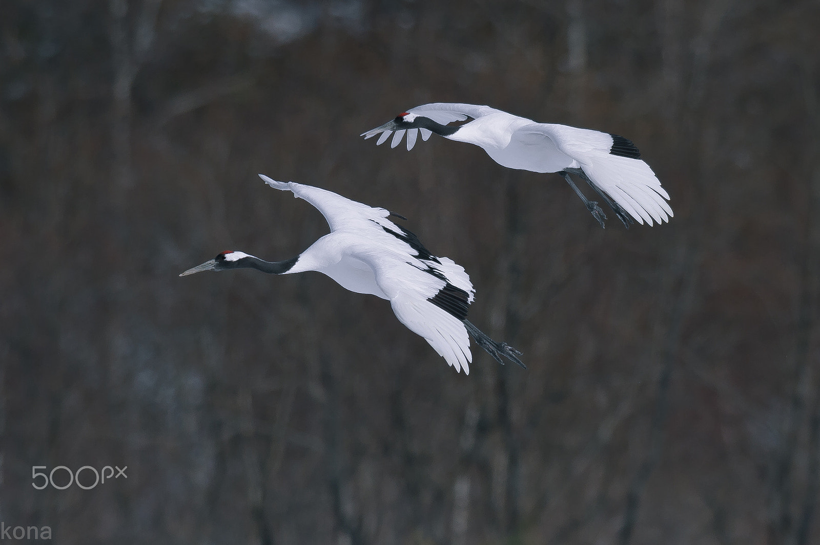 Nikon D3 + Nikon AF-S Nikkor 400mm F2.8G ED VR II sample photo. たんちょう photography