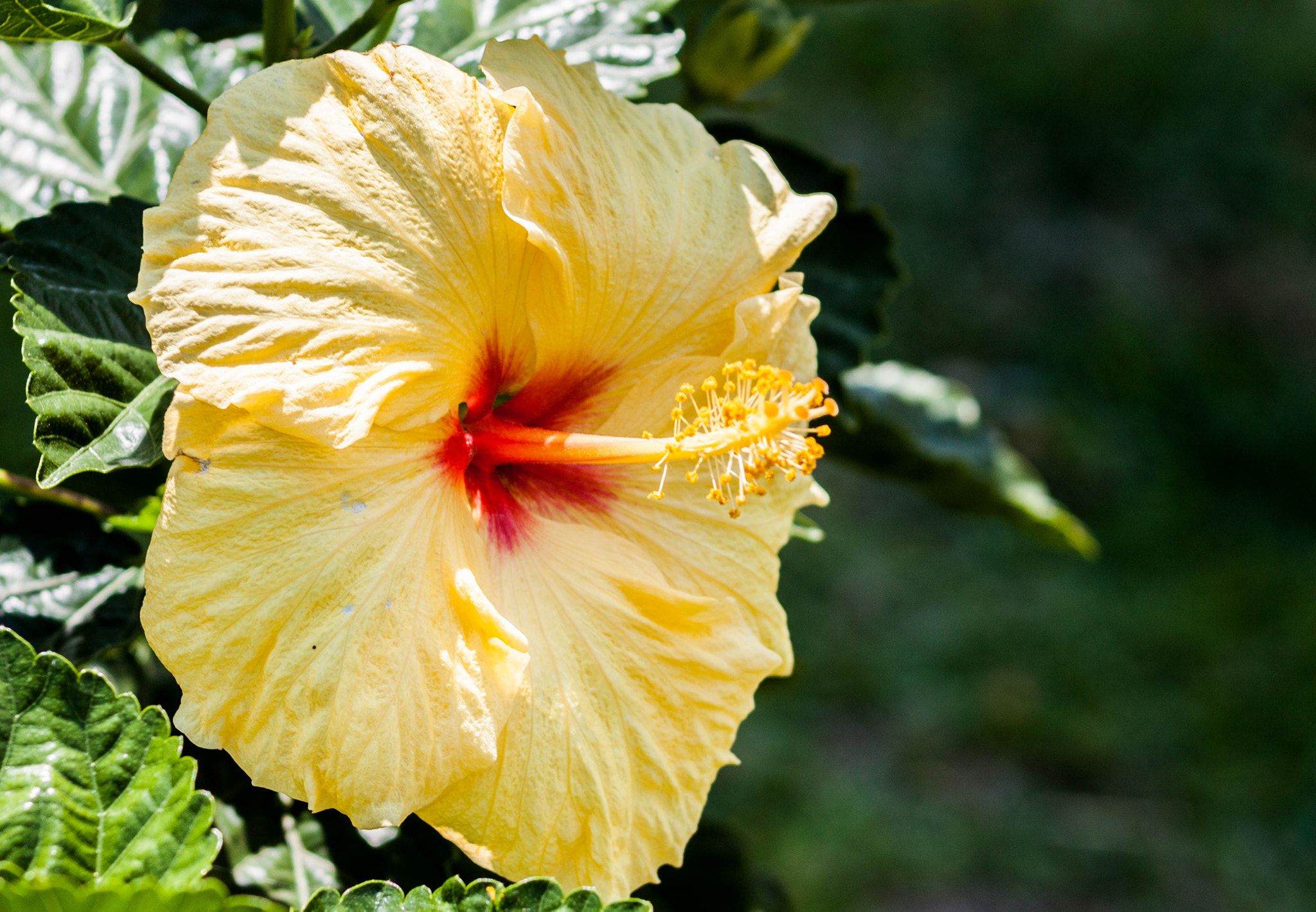 Canon EOS 500D (EOS Rebel T1i / EOS Kiss X3) + EF75-300mm f/4-5.6 sample photo. Yellow hibisco photography
