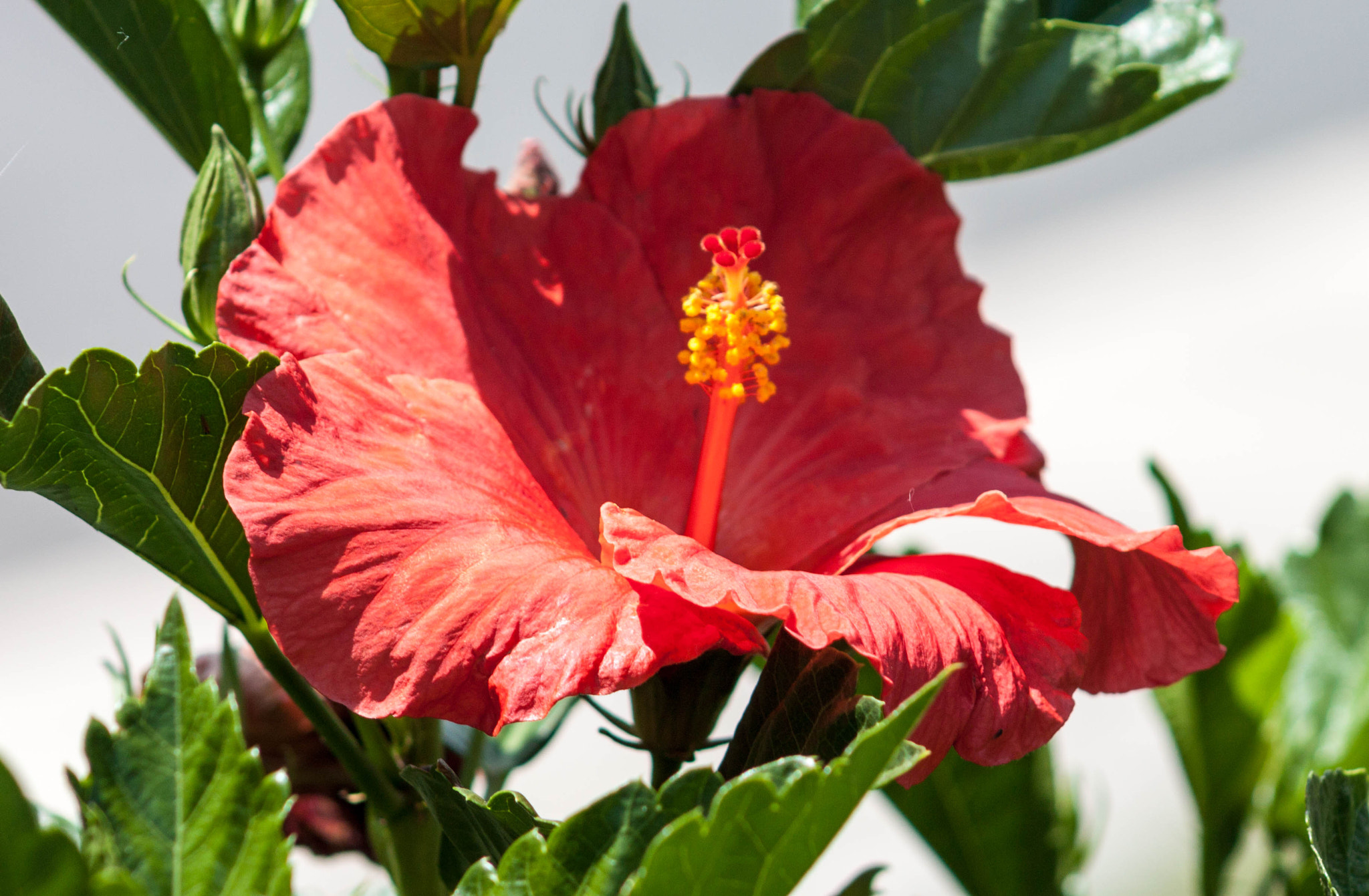 Canon EOS 500D (EOS Rebel T1i / EOS Kiss X3) + EF75-300mm f/4-5.6 sample photo. Red hibisco photography