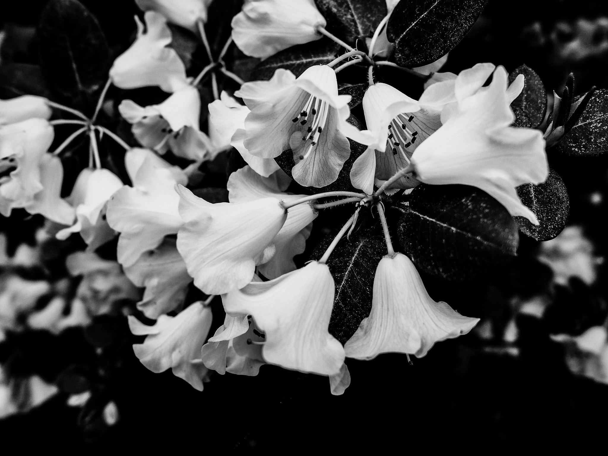 Olympus PEN-F + LEICA DG SUMMILUX 15/F1.7 sample photo. Flowers in the backyard photography