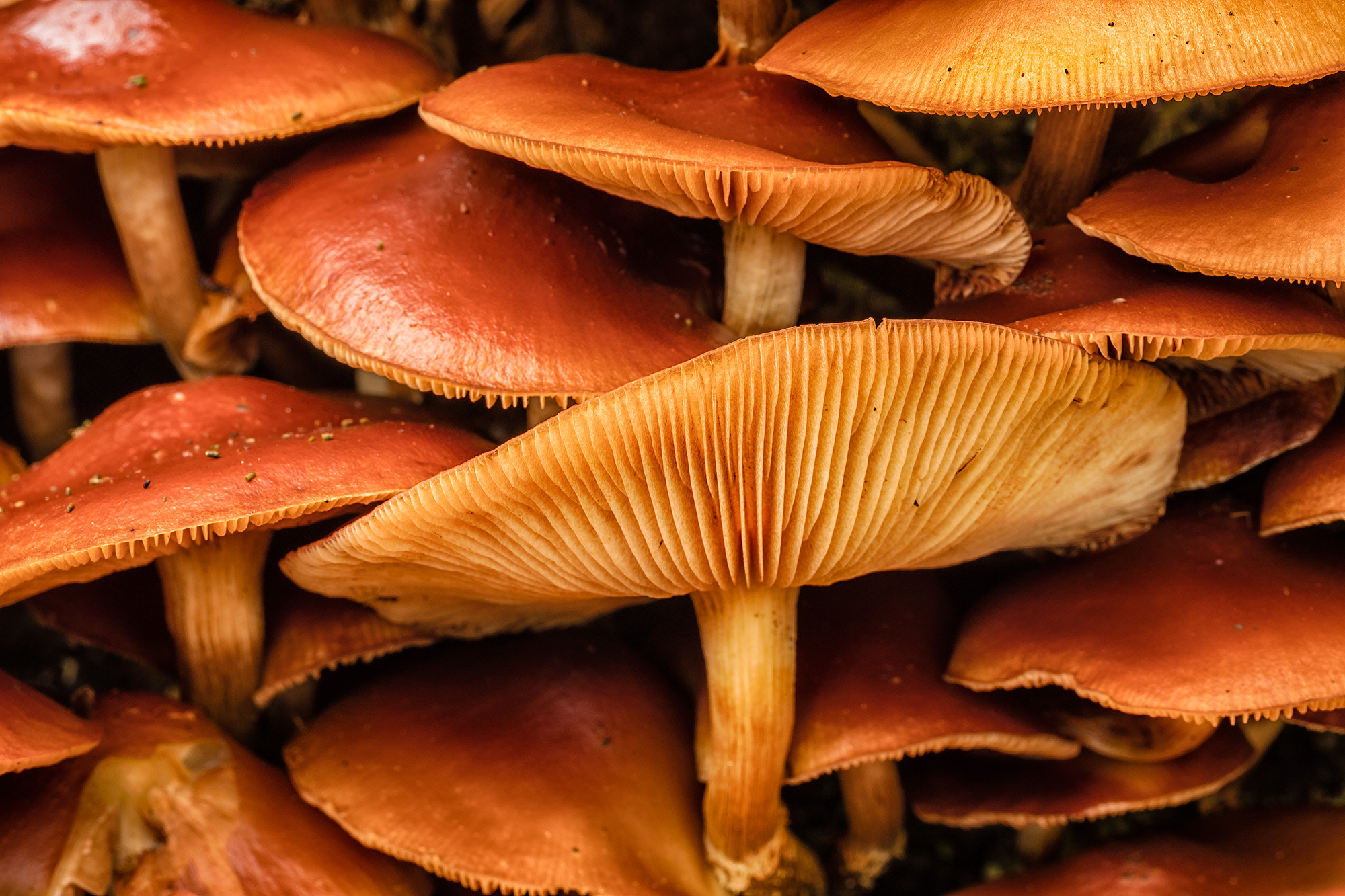 Canon EF 100mm F2.8L Macro IS USM sample photo. Parasols and bloomers photography