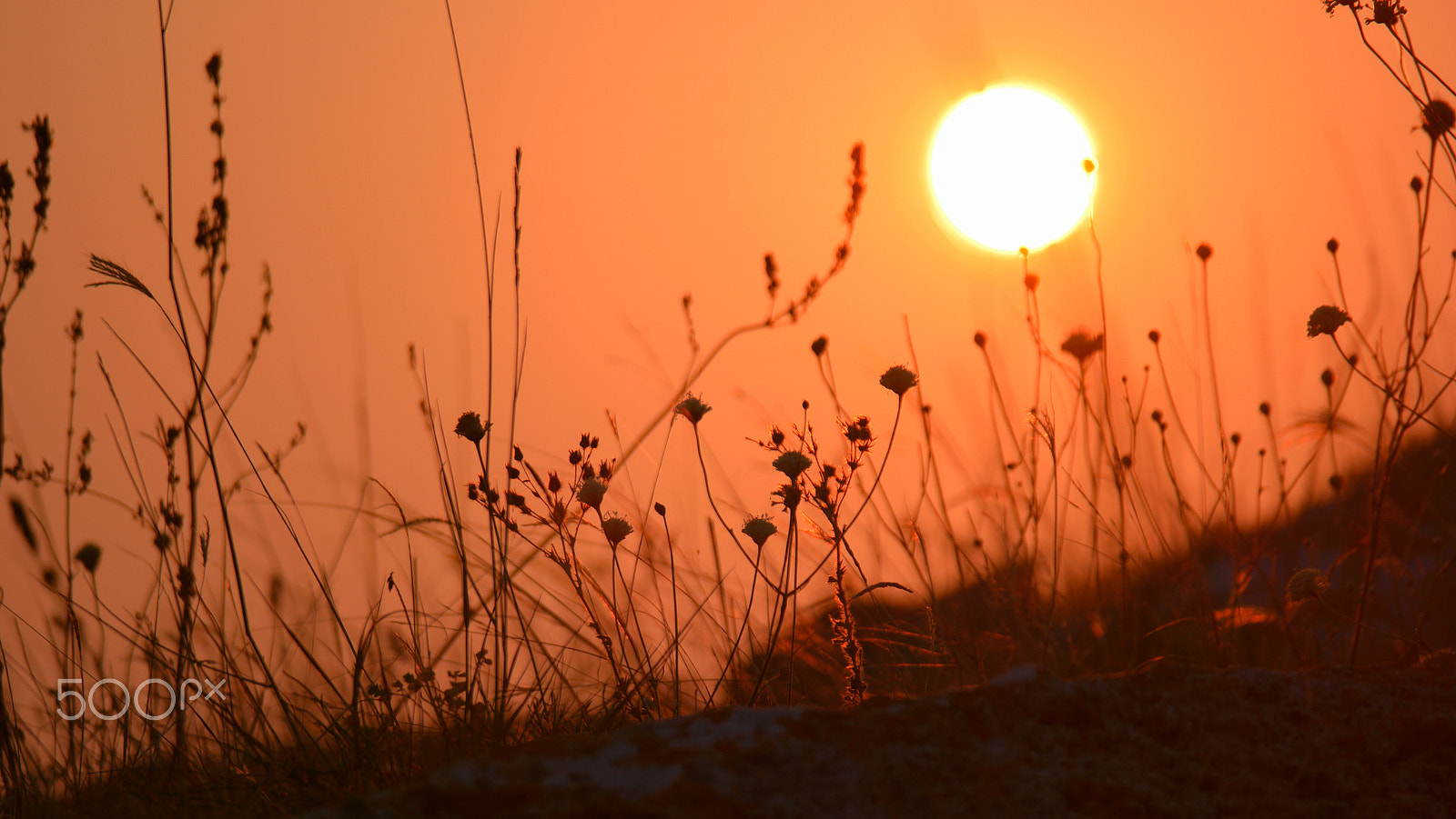 Samsung NX500 + NX 50-200mm F4-5.6 sample photo. Dry steppe grass meadow in sunset or sunrise light. autumn in astrakhan, russia photography